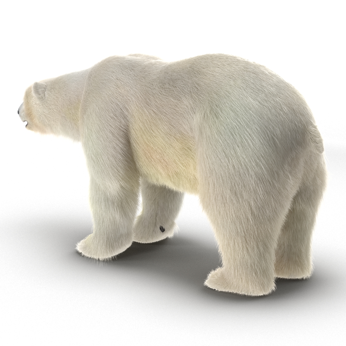 Polar Bear with Fur 3D model