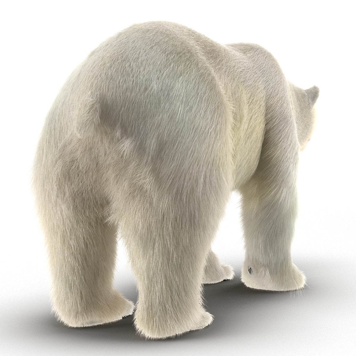 Polar Bear with Fur 3D model