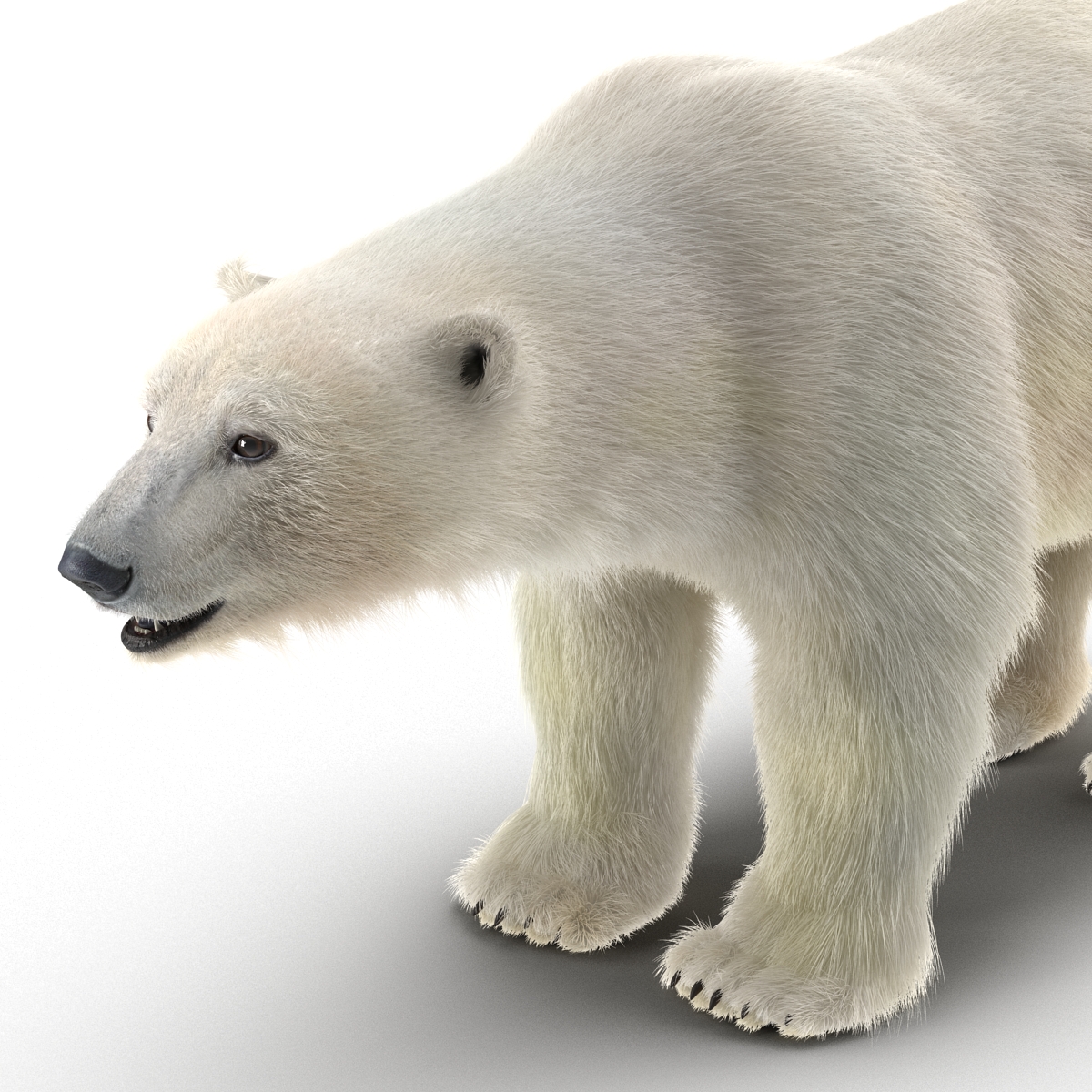 Polar Bear with Fur 3D model