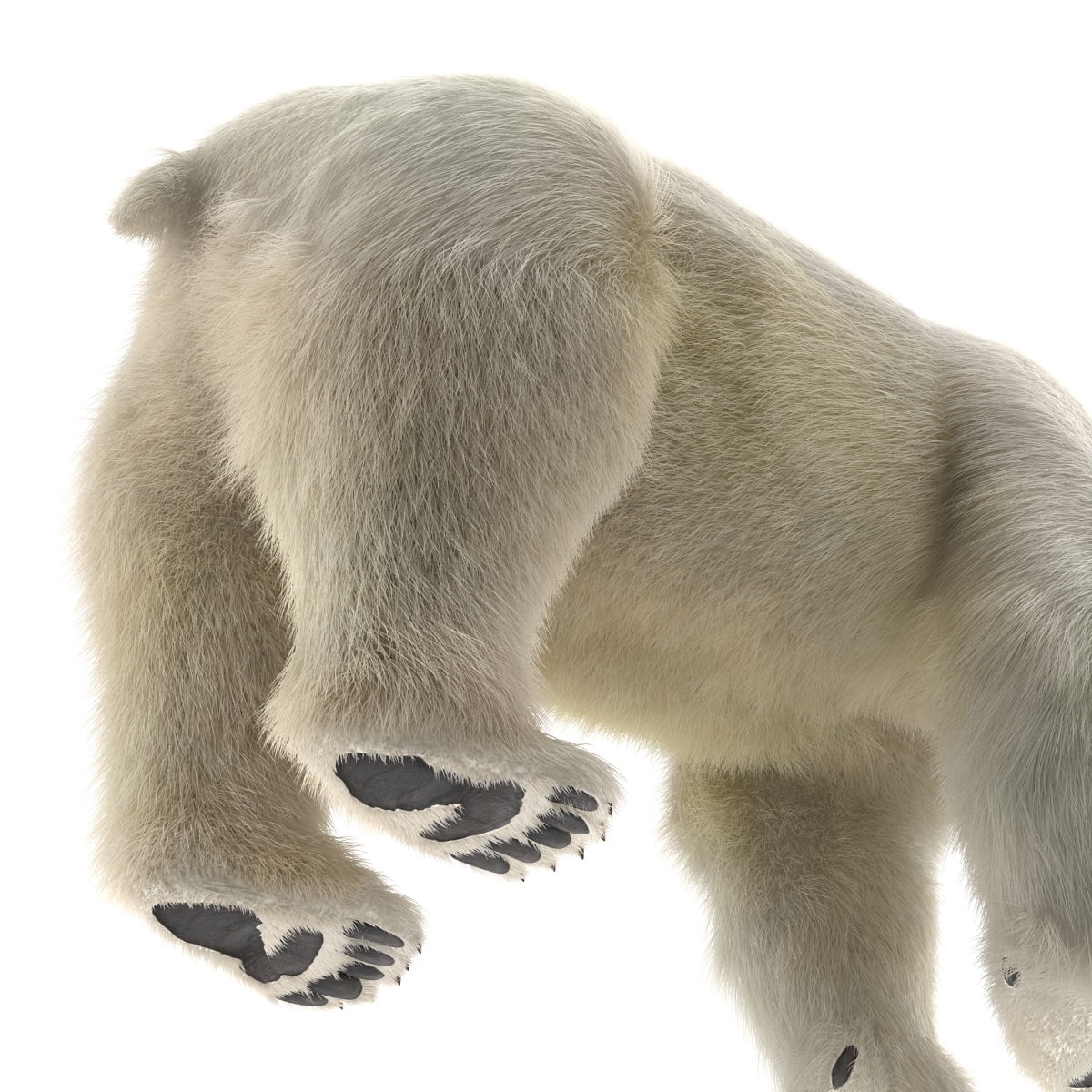 Polar Bear with Fur 3D model