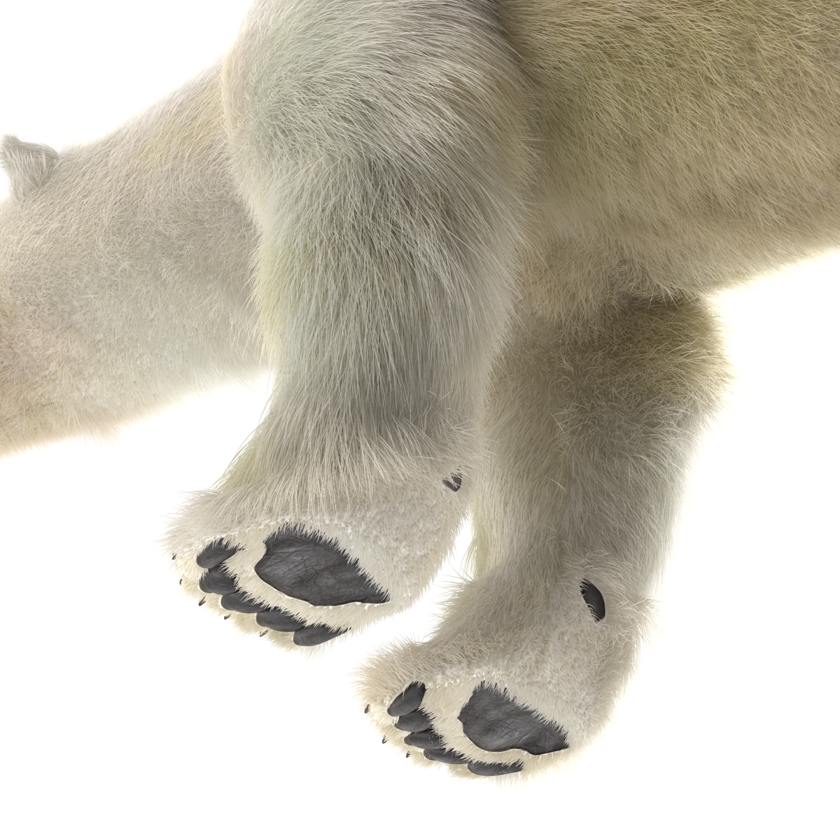 Polar Bear with Fur 3D model