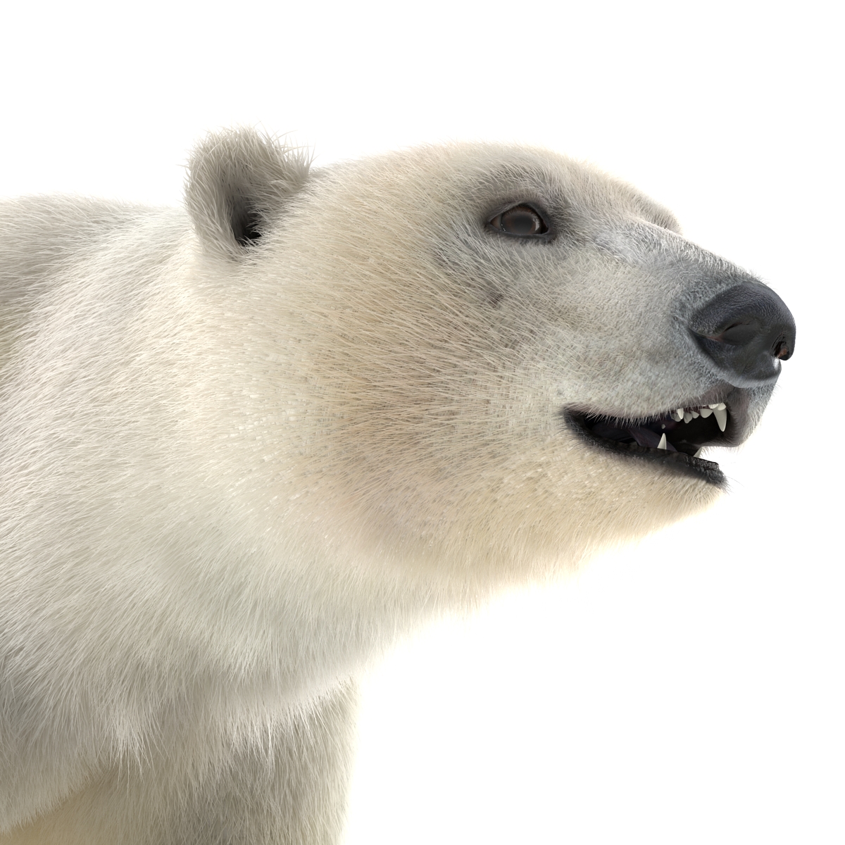 Polar Bear with Fur 3D model