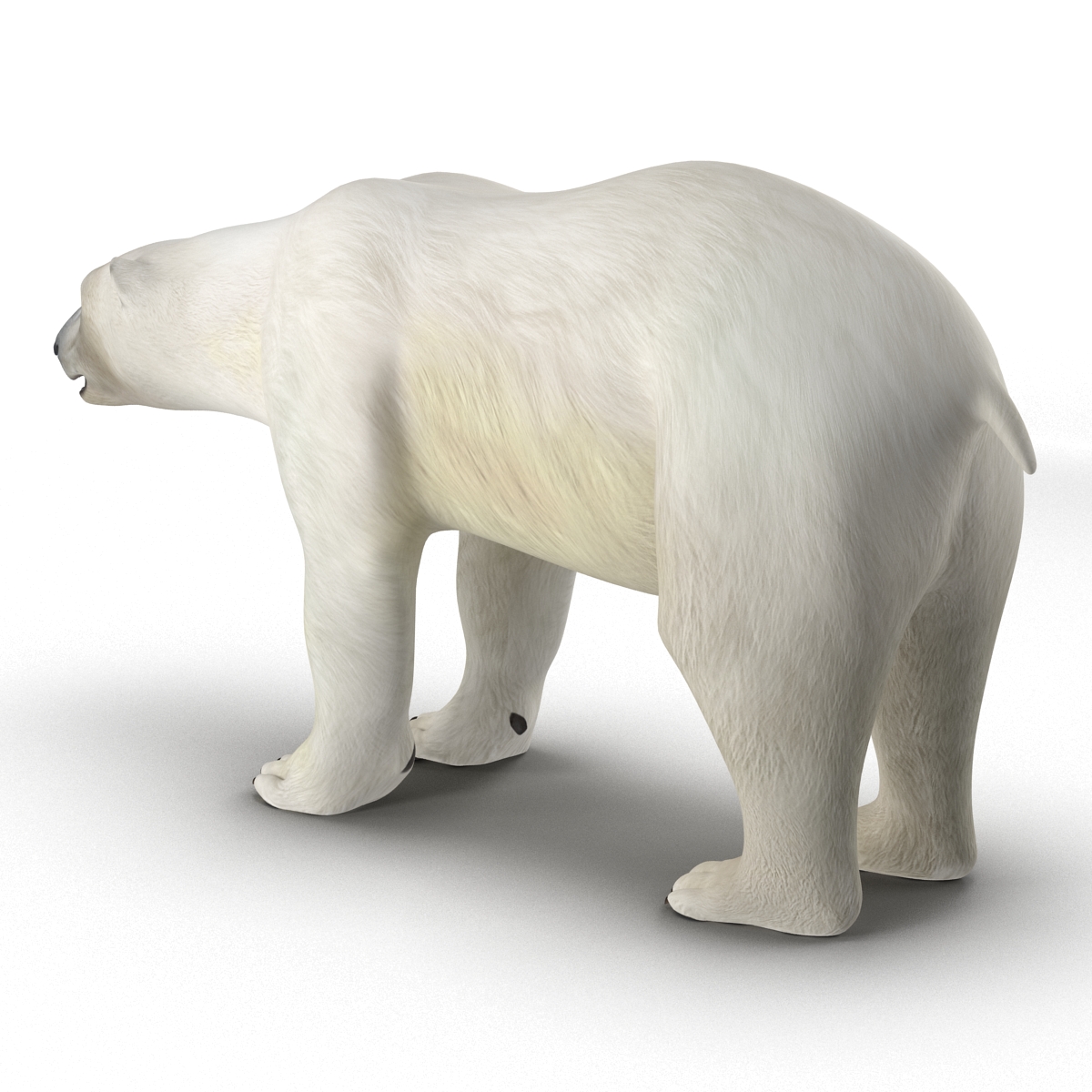 Polar Bear Rigged 3D