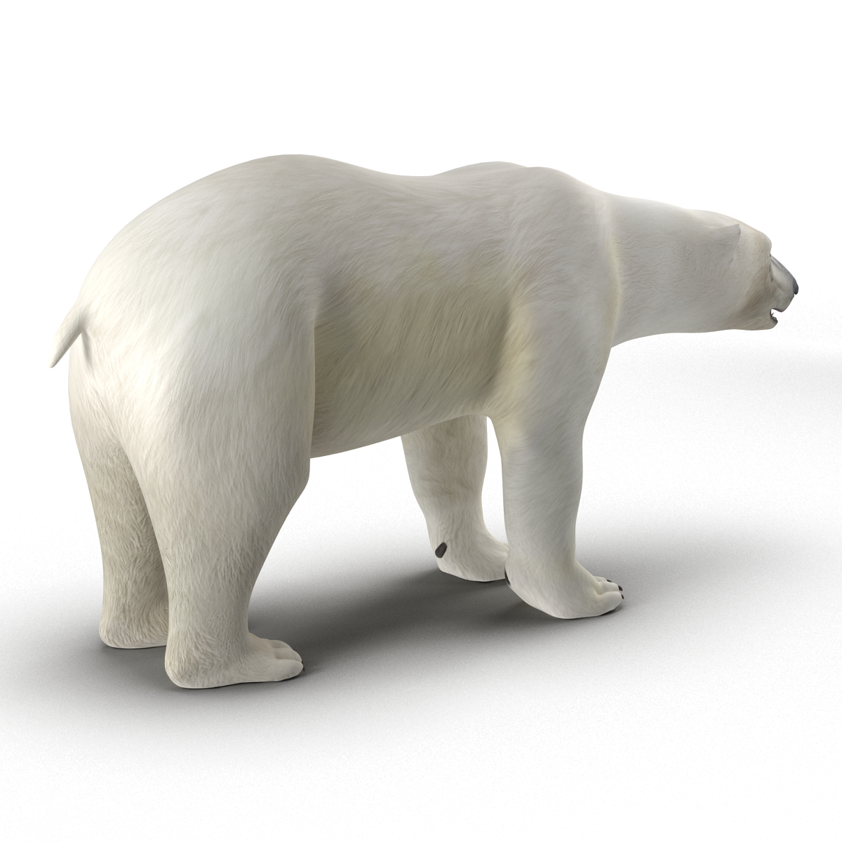 Polar Bear Rigged 3D