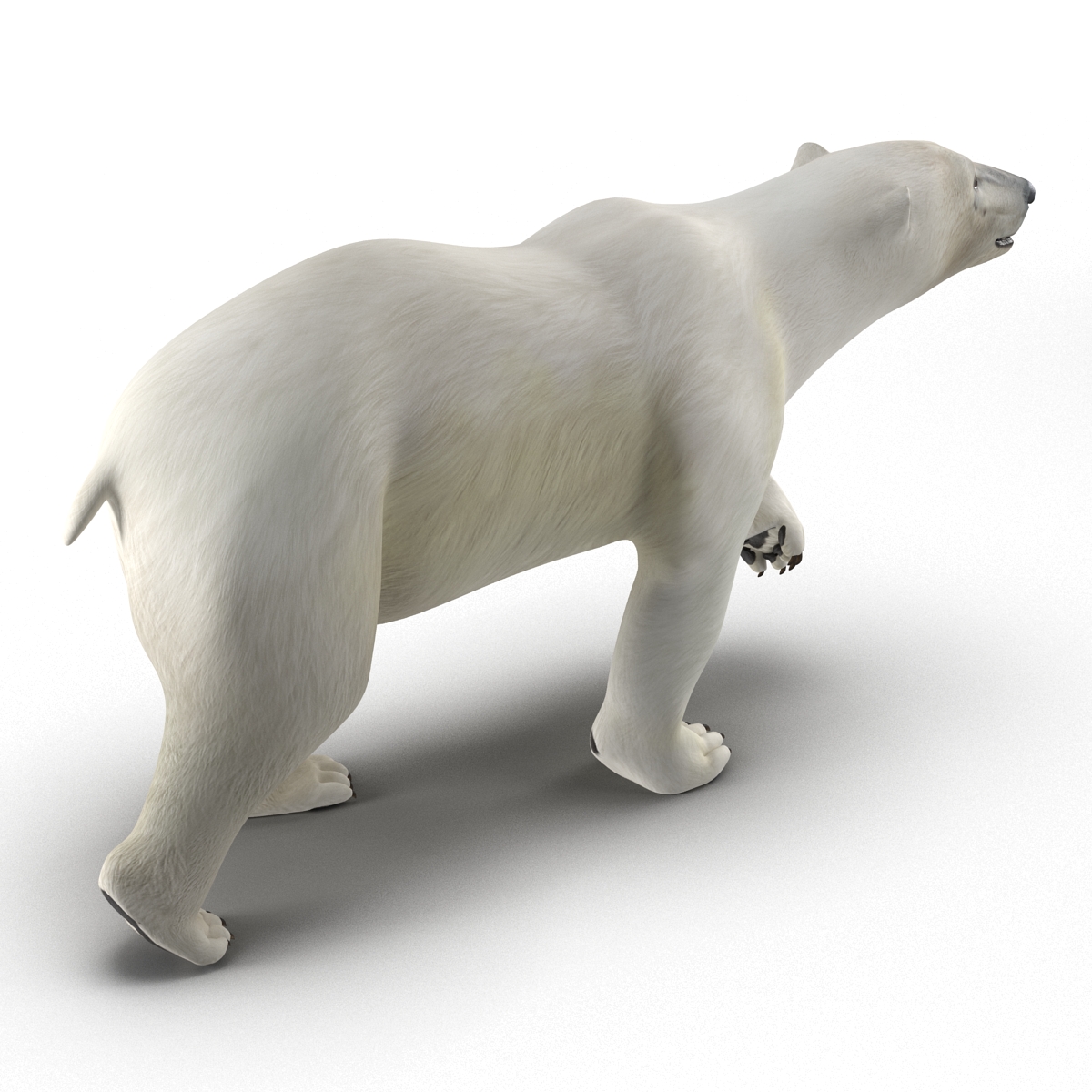 Polar Bear Rigged 3D