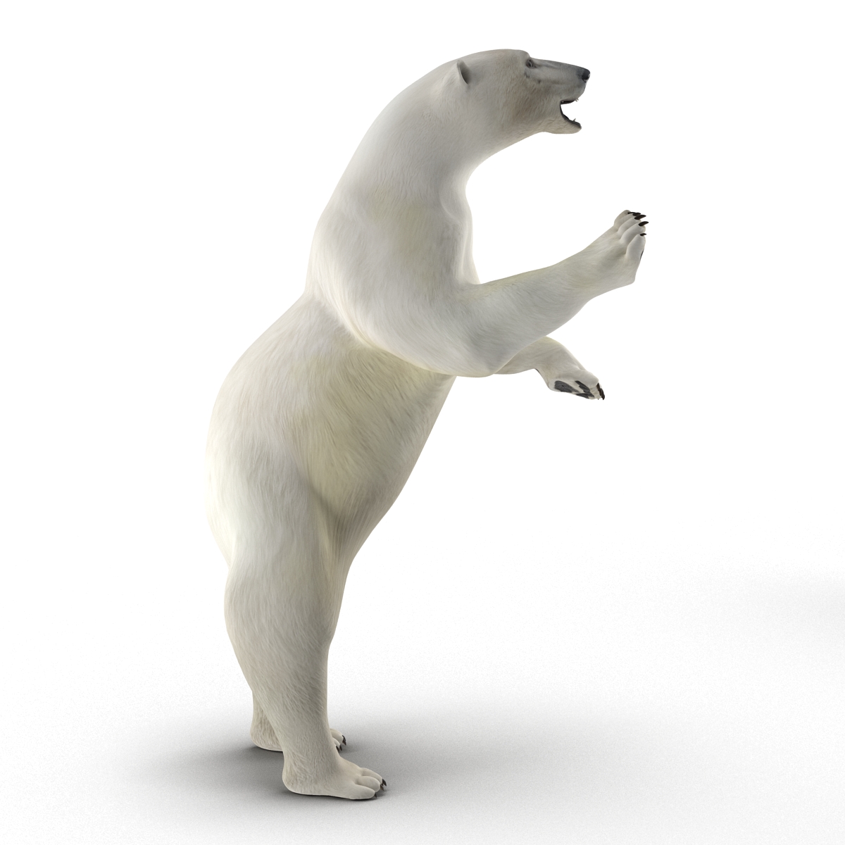 Polar Bear Rigged 3D