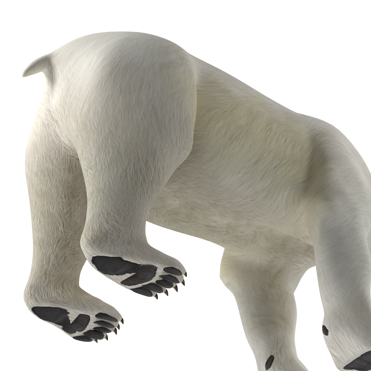 Polar Bear Rigged 3D