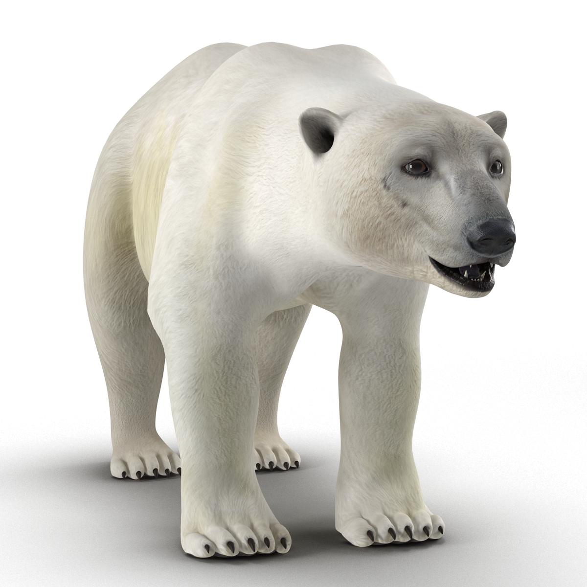 3D model Polar Bear