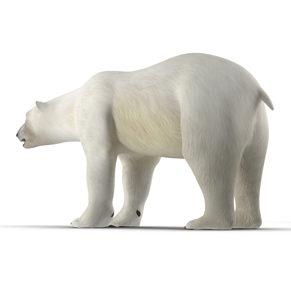 3D model Polar Bear