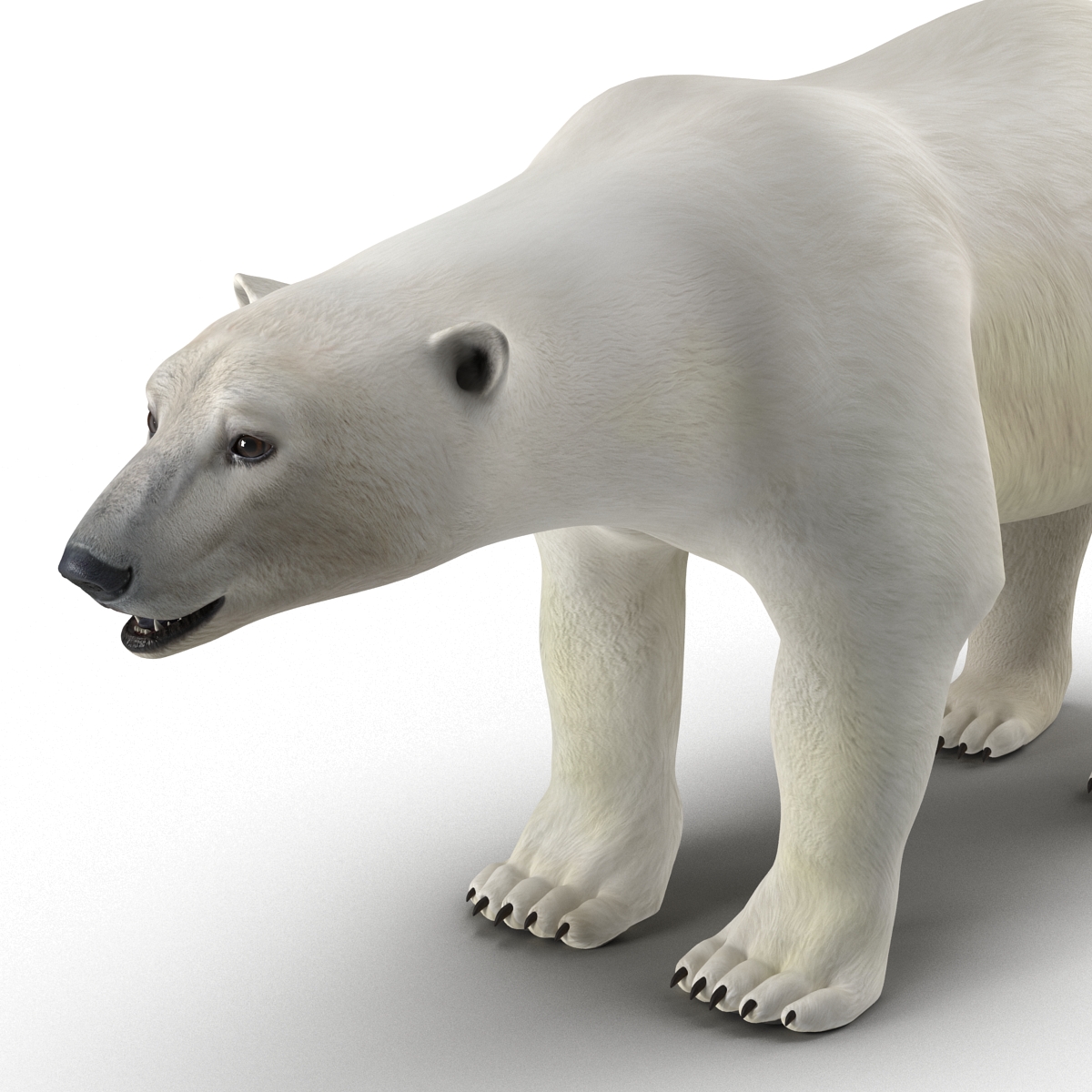 3D model Polar Bear