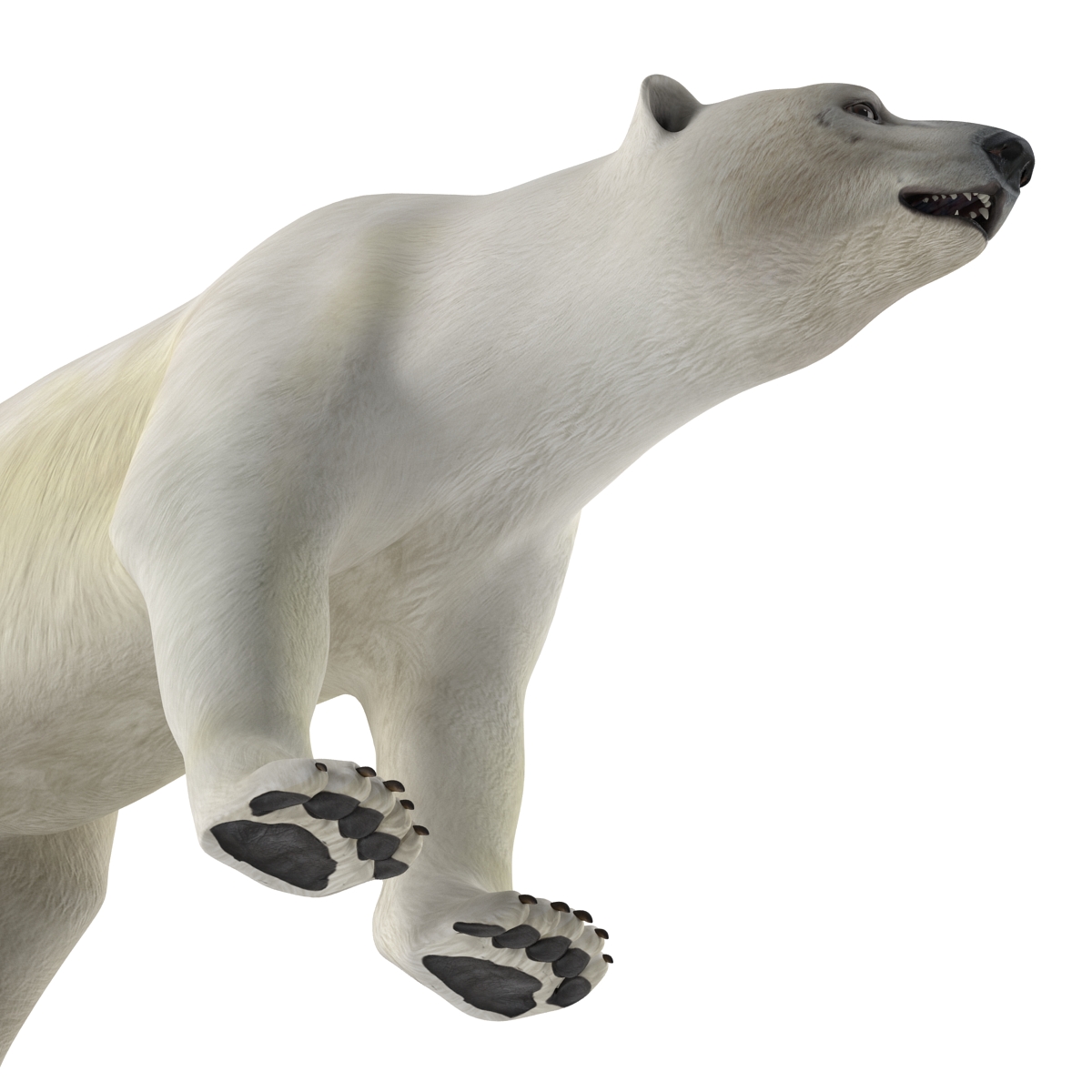 3D model Polar Bear