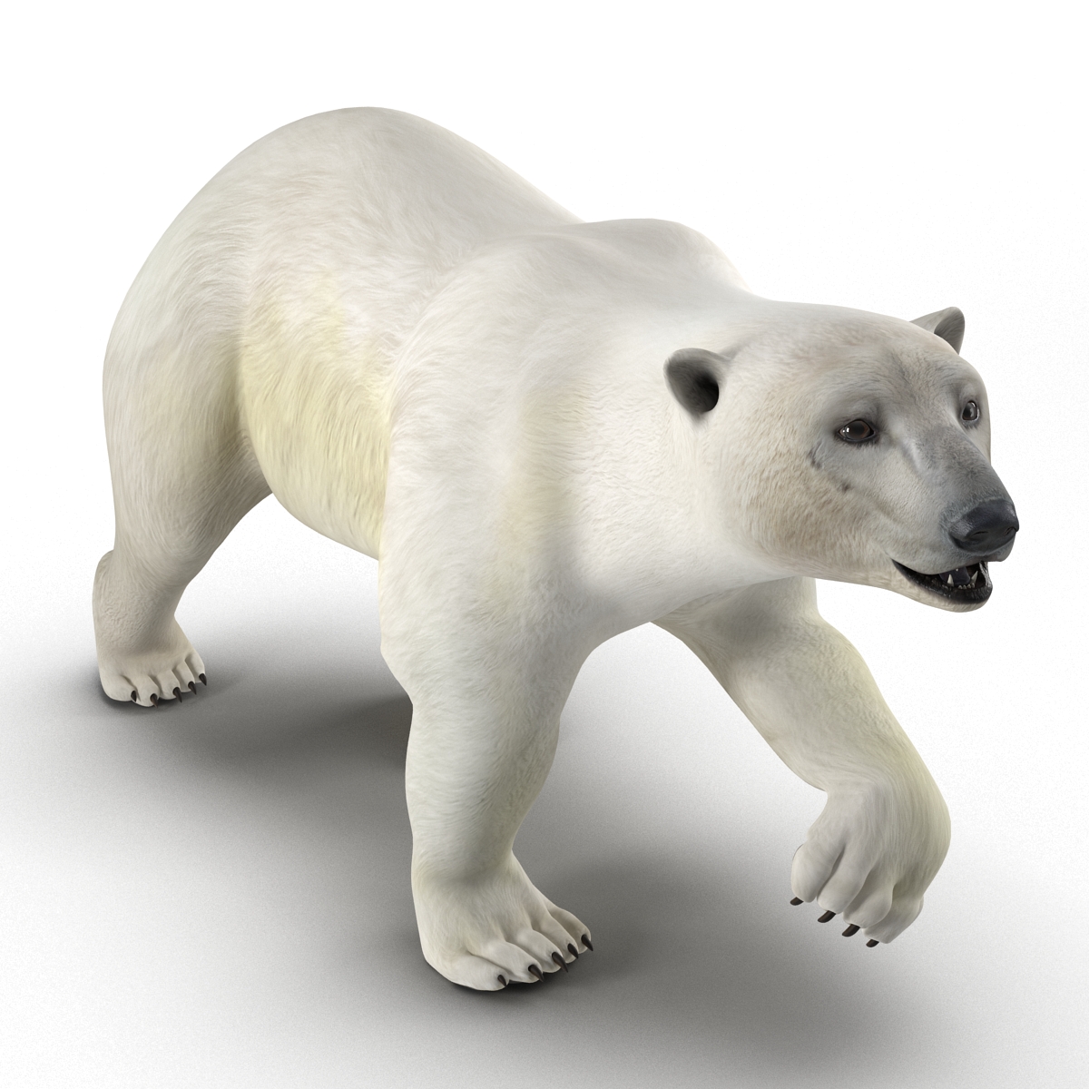 Polar Bear Pose 2 3D