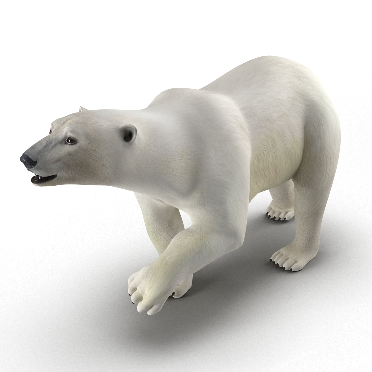 Polar Bear Pose 2 3D