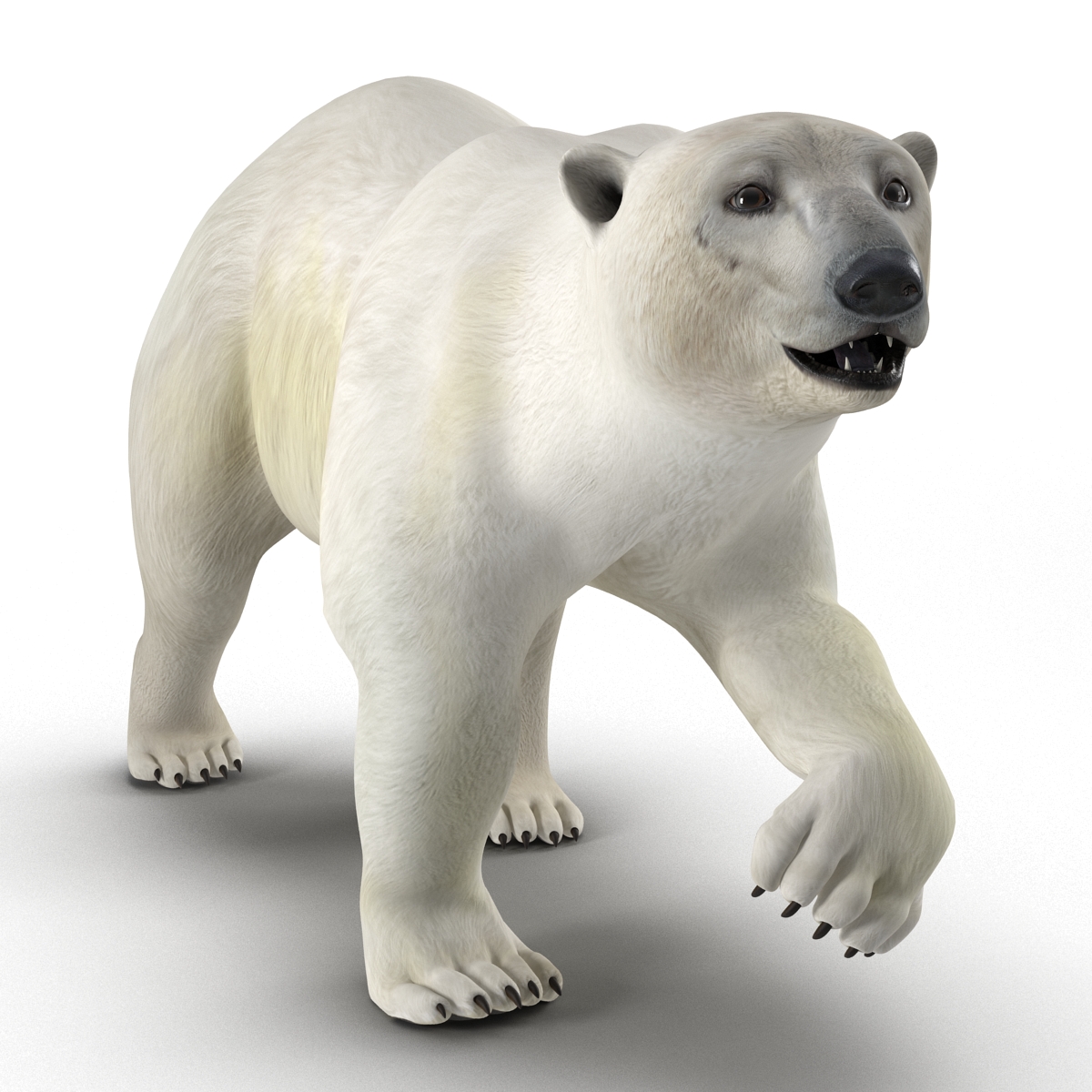 Polar Bear Pose 2 3D