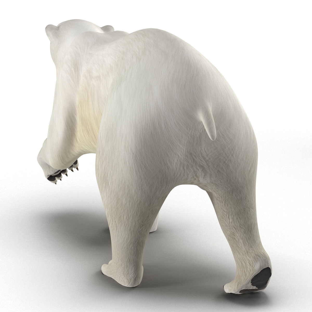 Polar Bear Pose 2 3D