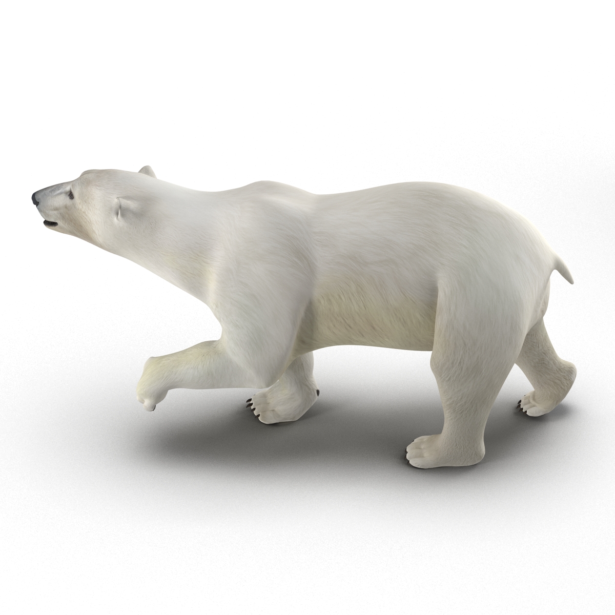 Polar Bear Pose 2 3D