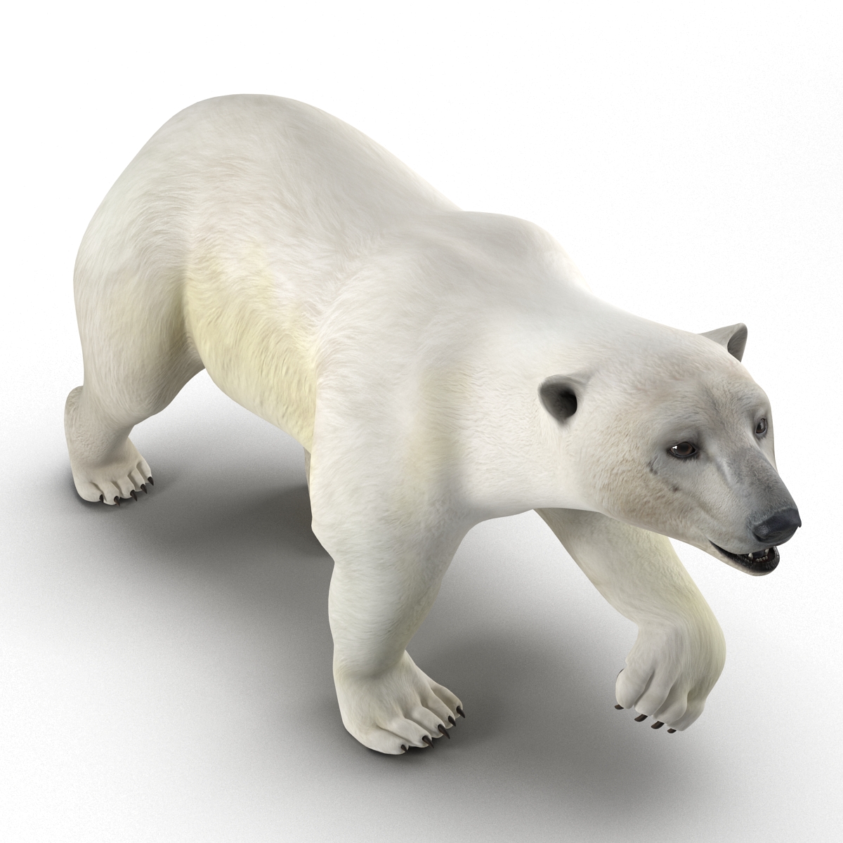 Polar Bear Pose 2 3D