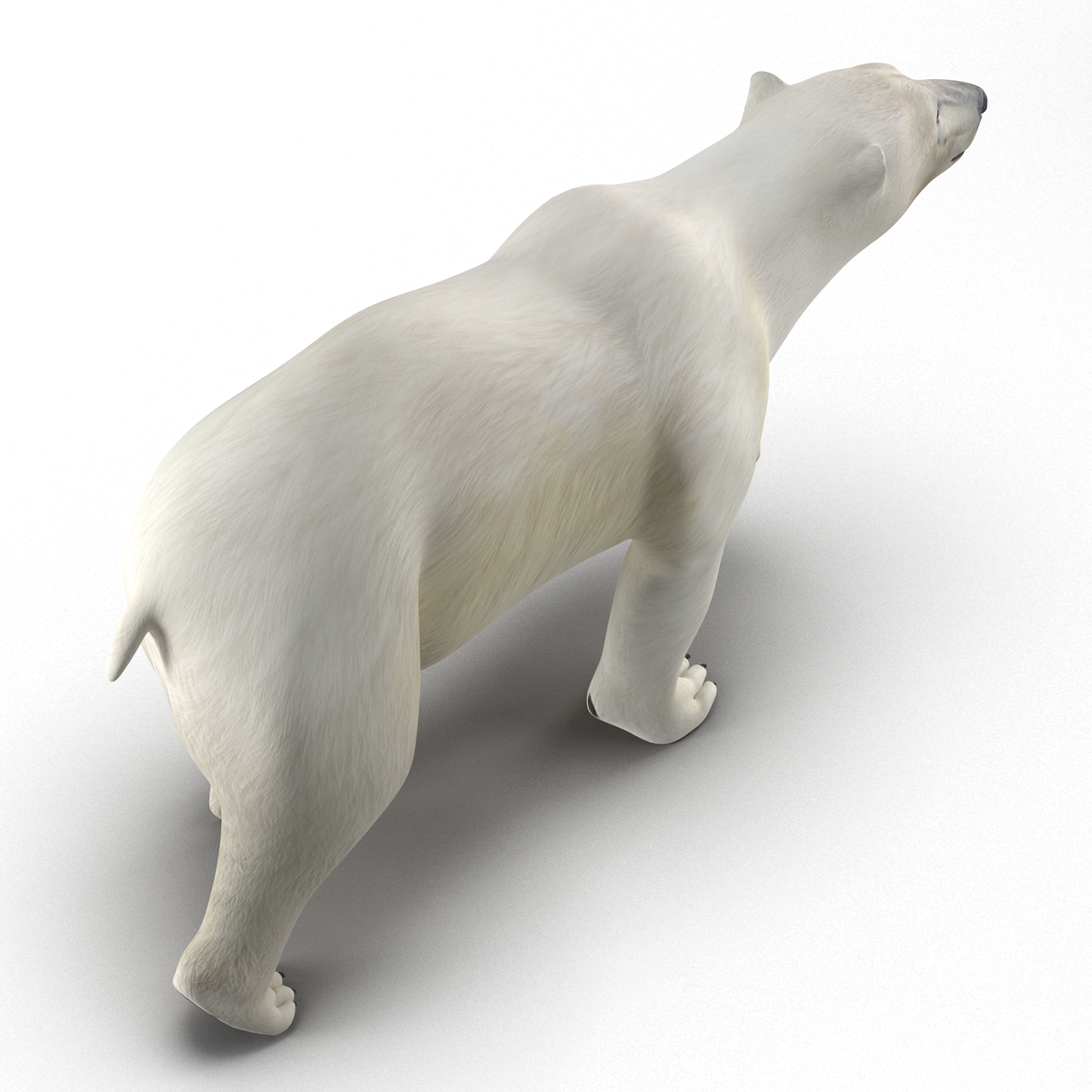 Polar Bear Pose 2 3D