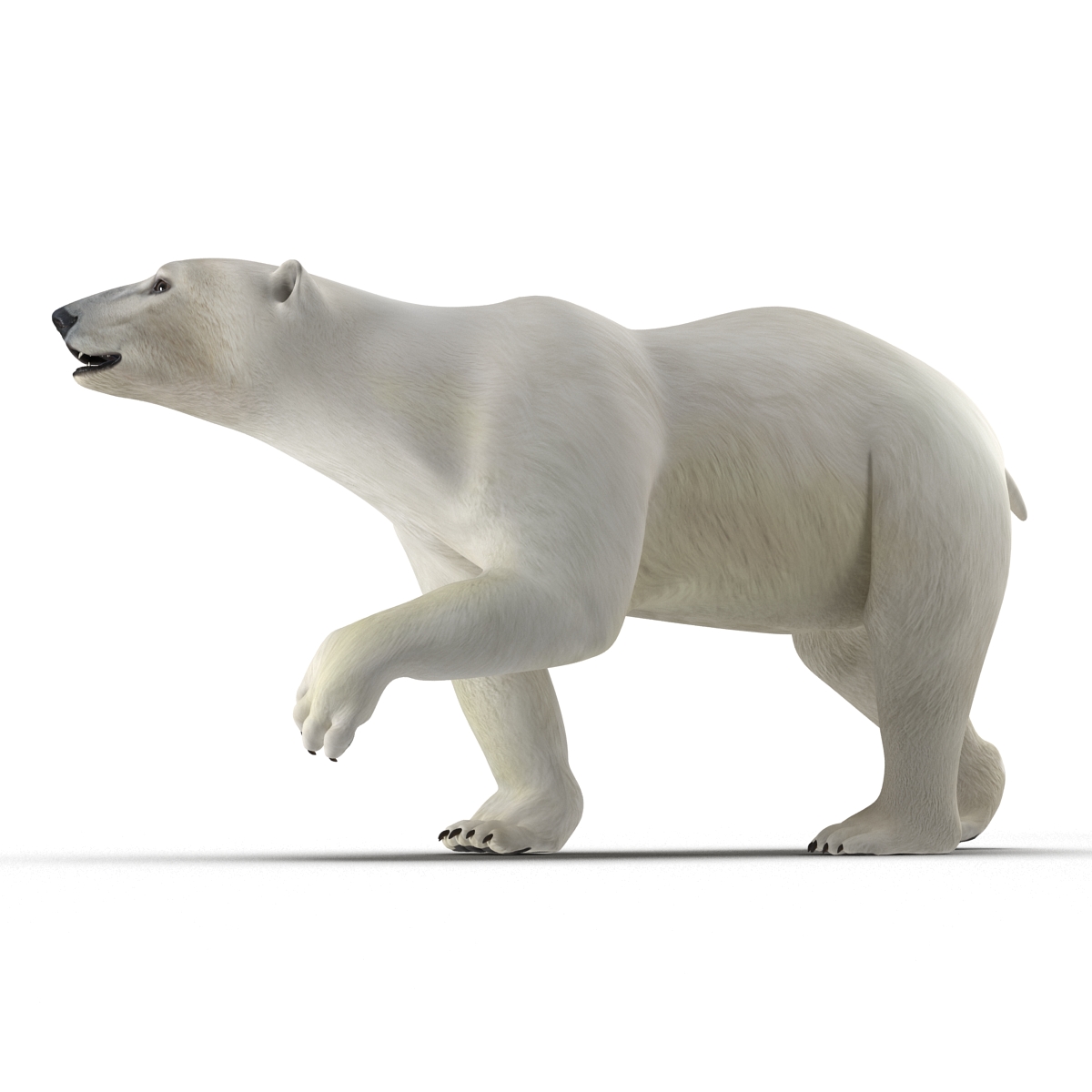 Polar Bear Pose 2 3D