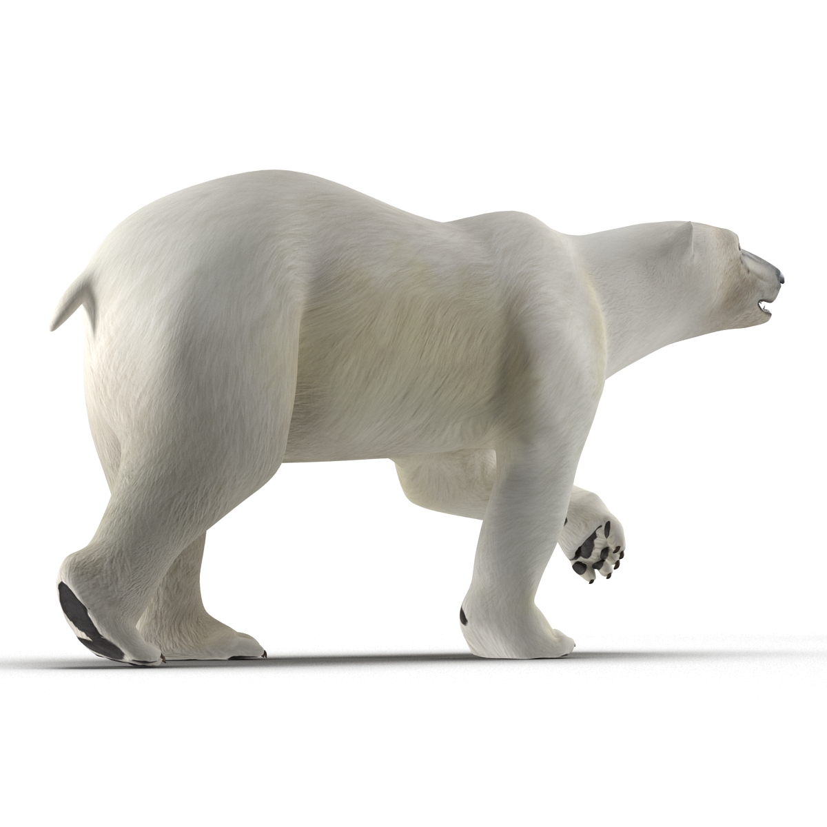 Polar Bear Pose 2 3D