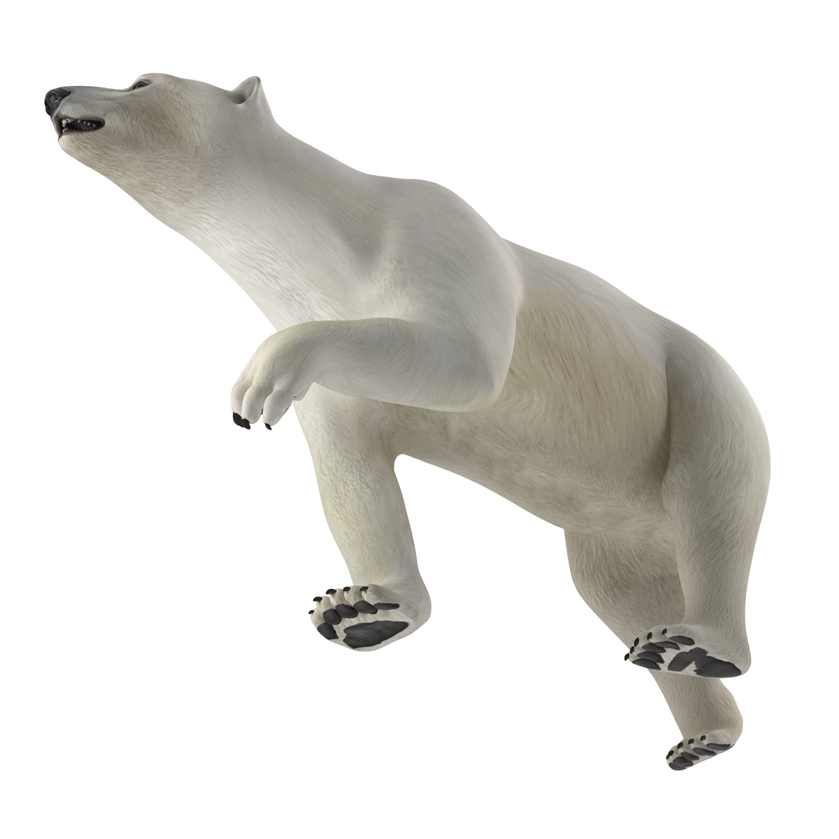 Polar Bear Pose 2 3D