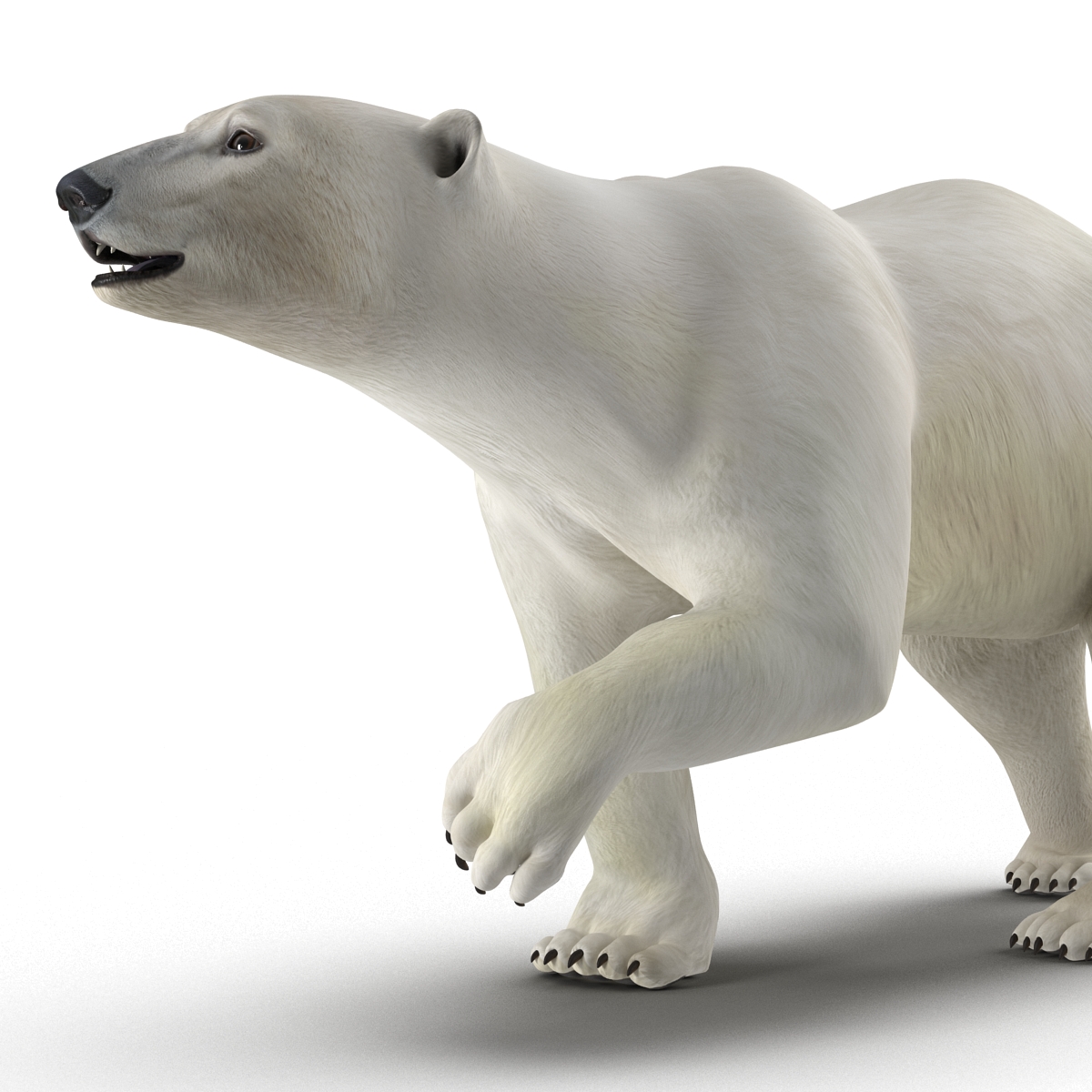 Polar Bear Pose 2 3D