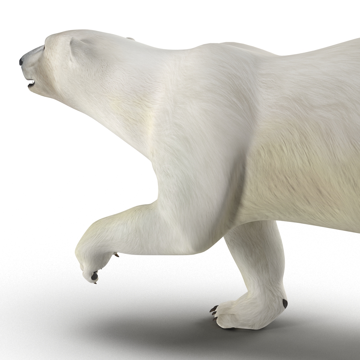 Polar Bear Pose 2 3D