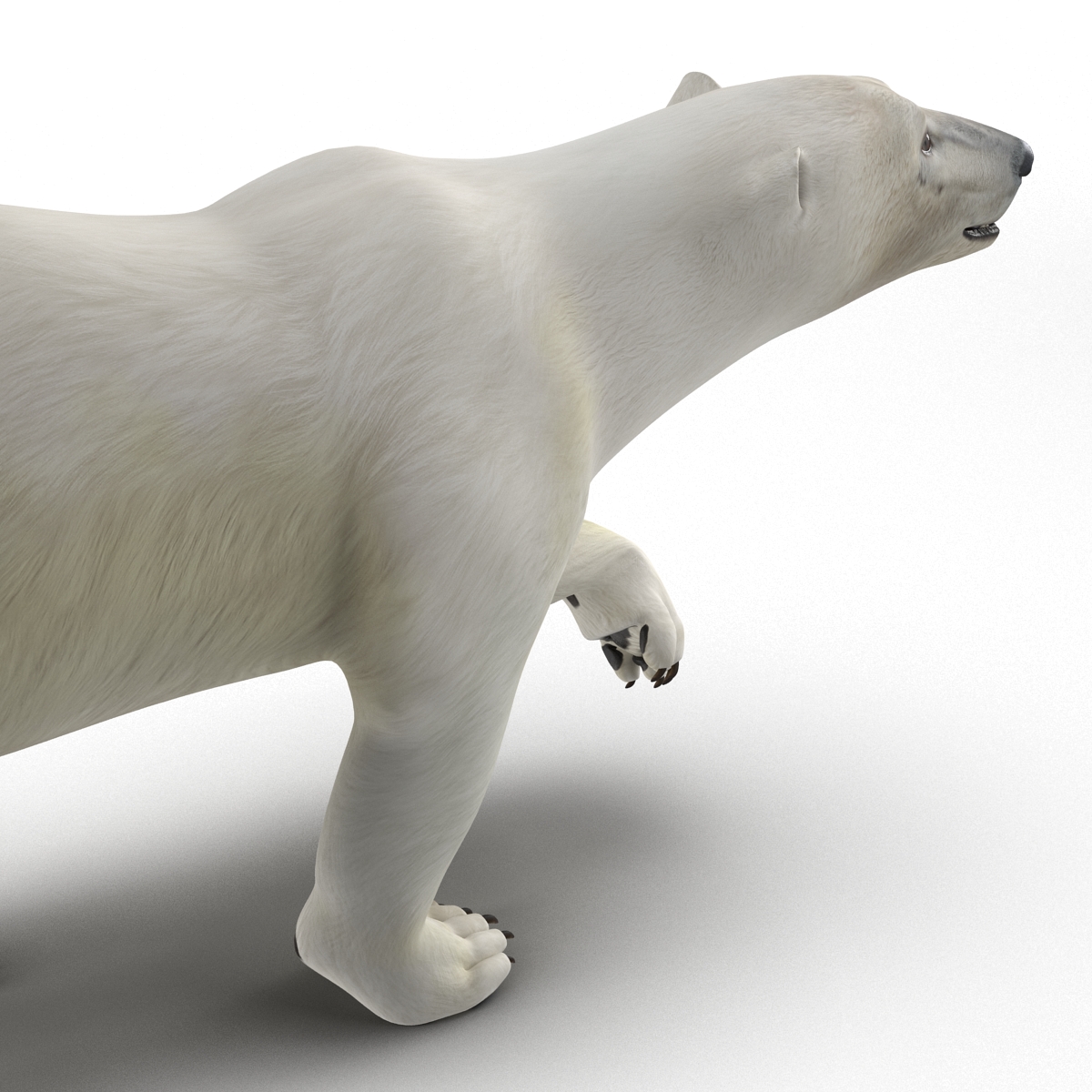 Polar Bear Pose 2 3D