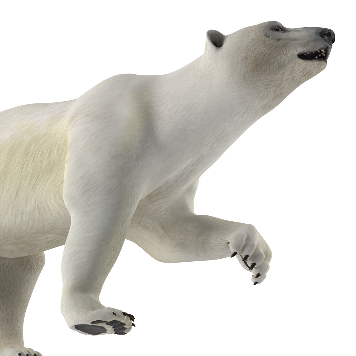 Polar Bear Pose 2 3D