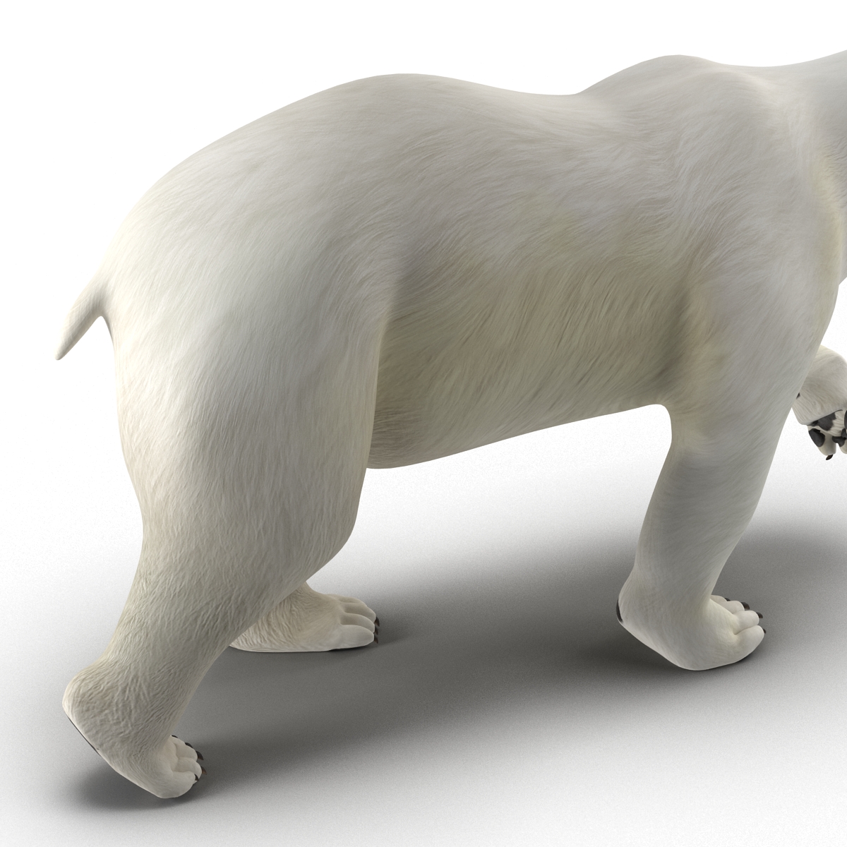 Polar Bear Pose 2 3D