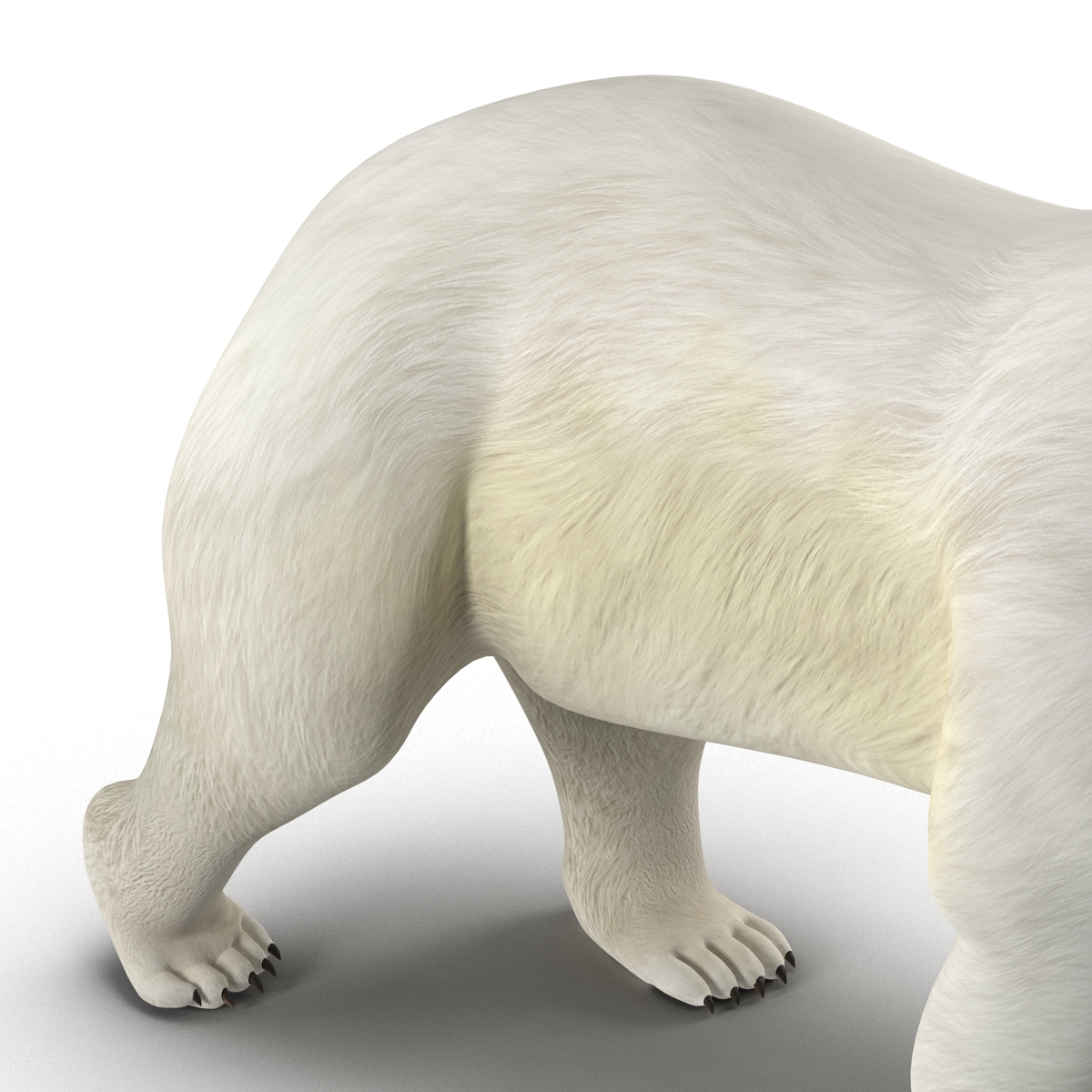 Polar Bear Pose 2 3D