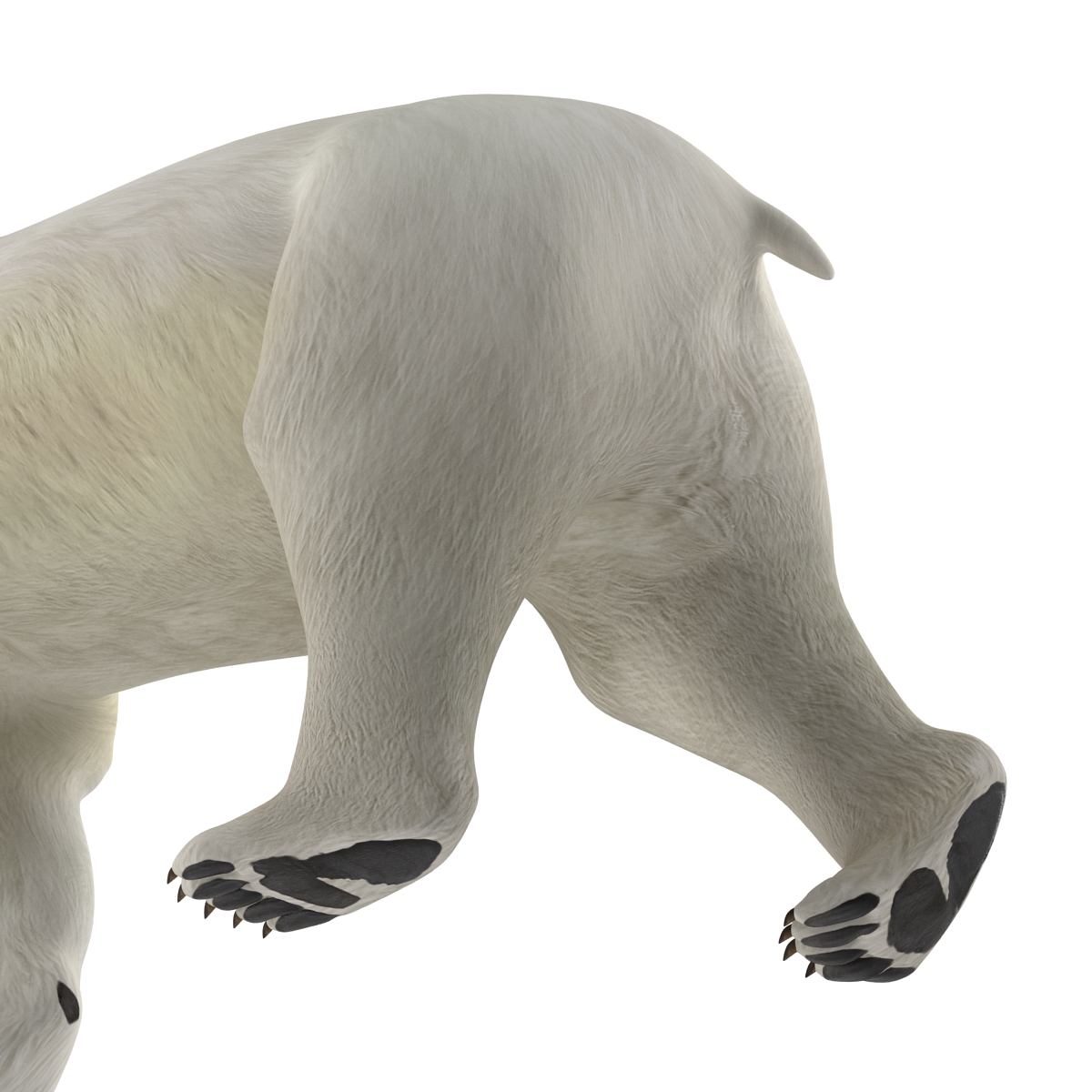 Polar Bear Pose 2 3D