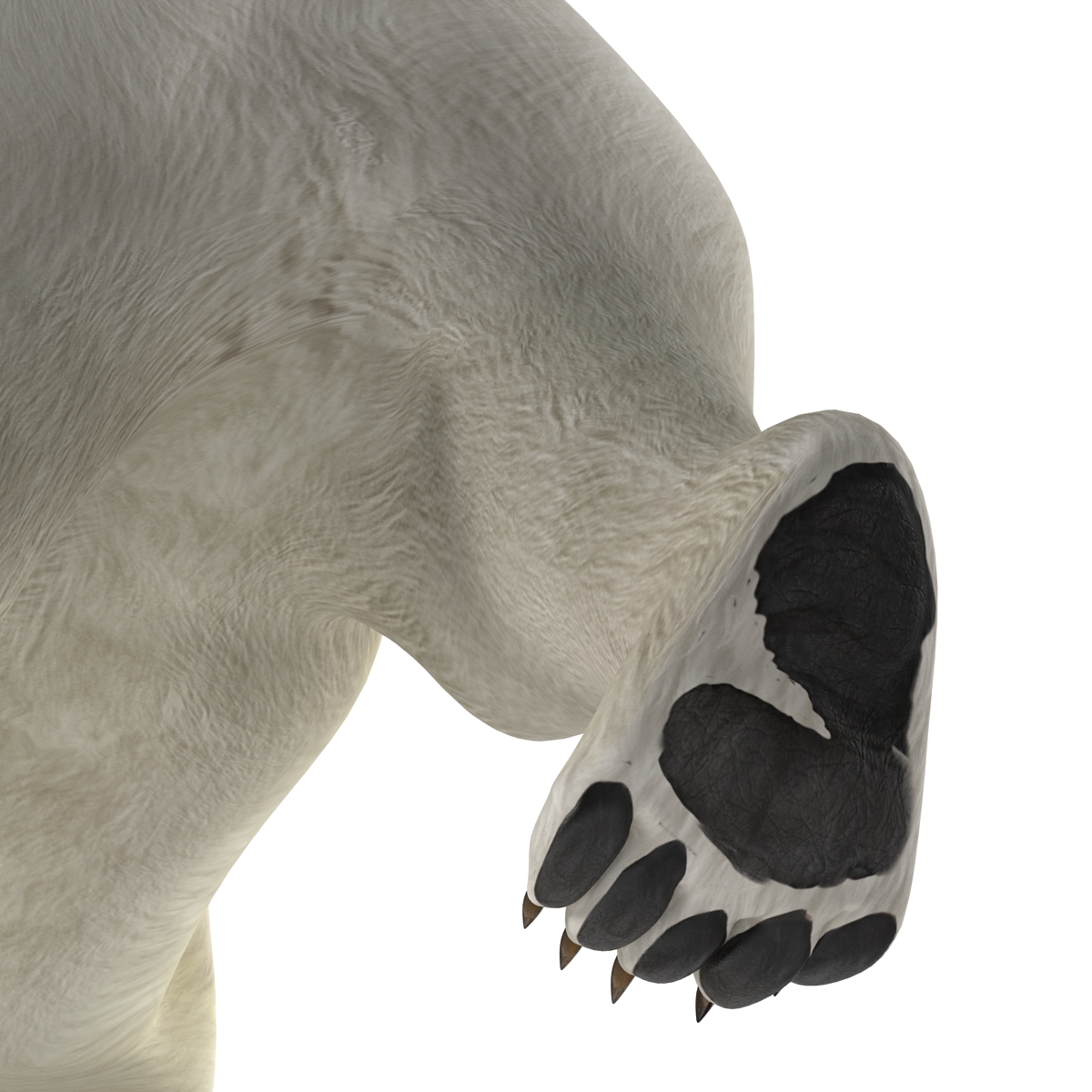 Polar Bear Pose 2 3D