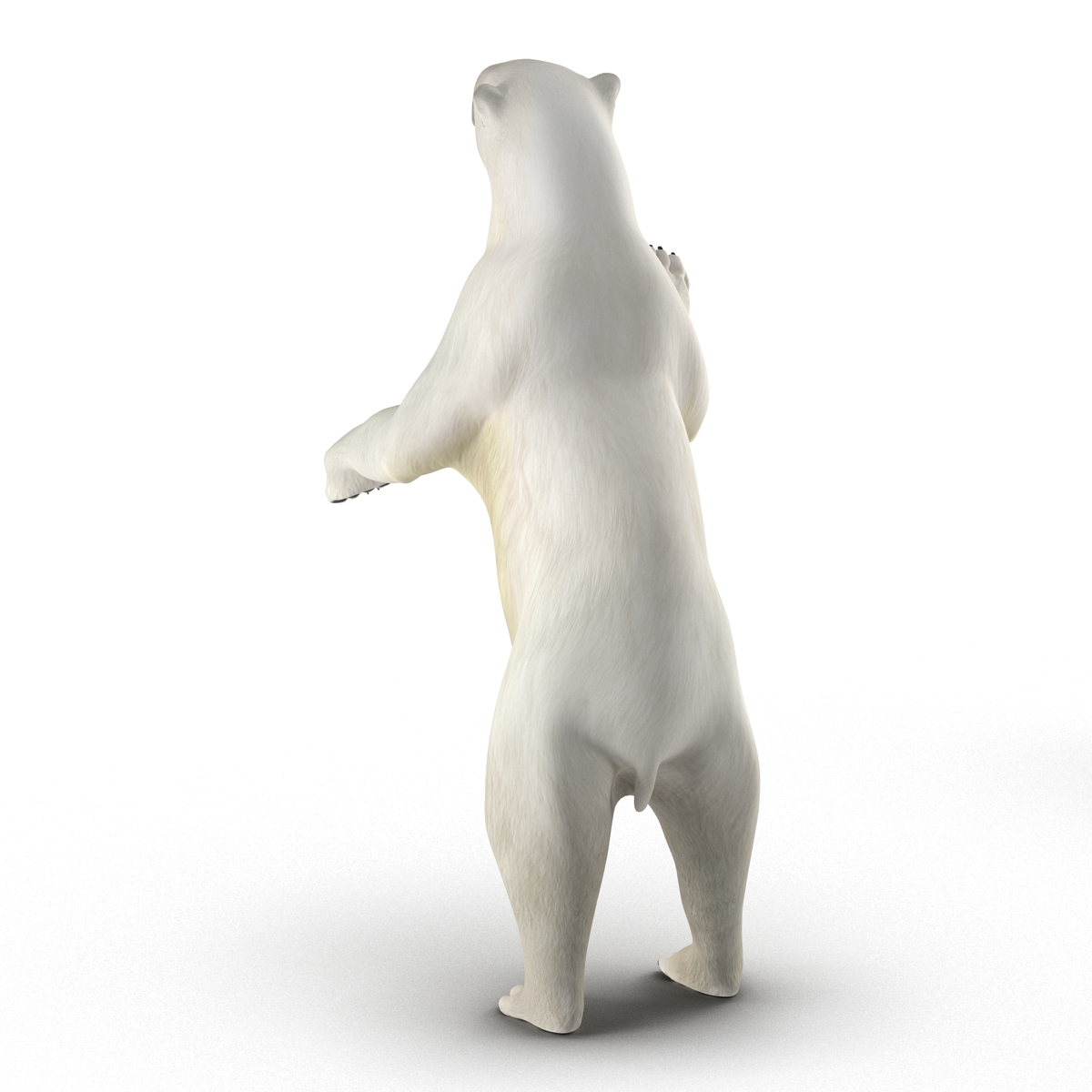 Polar Bear Pose 3 3D