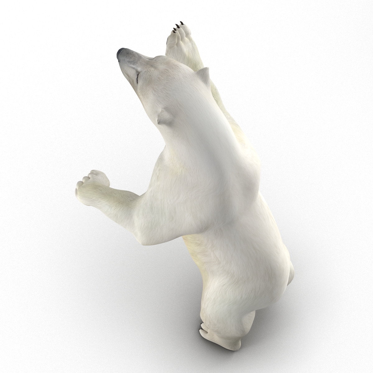 Polar Bear Pose 3 3D