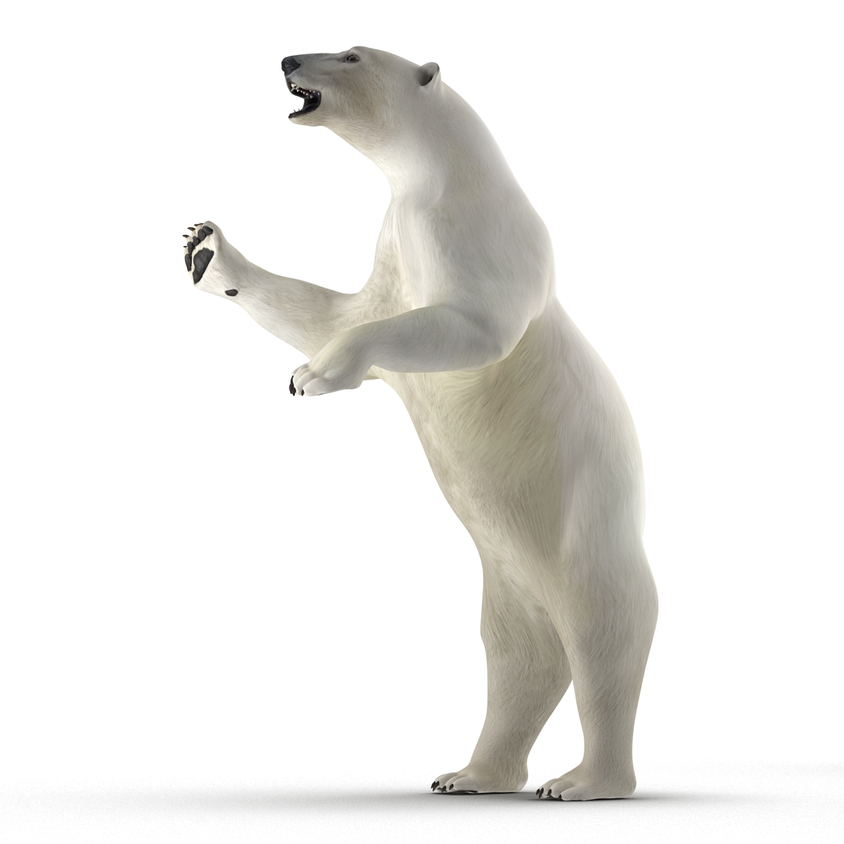 Polar Bear Pose 3 3D