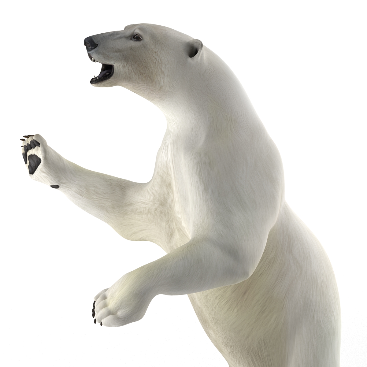 Polar Bear Pose 3 3D