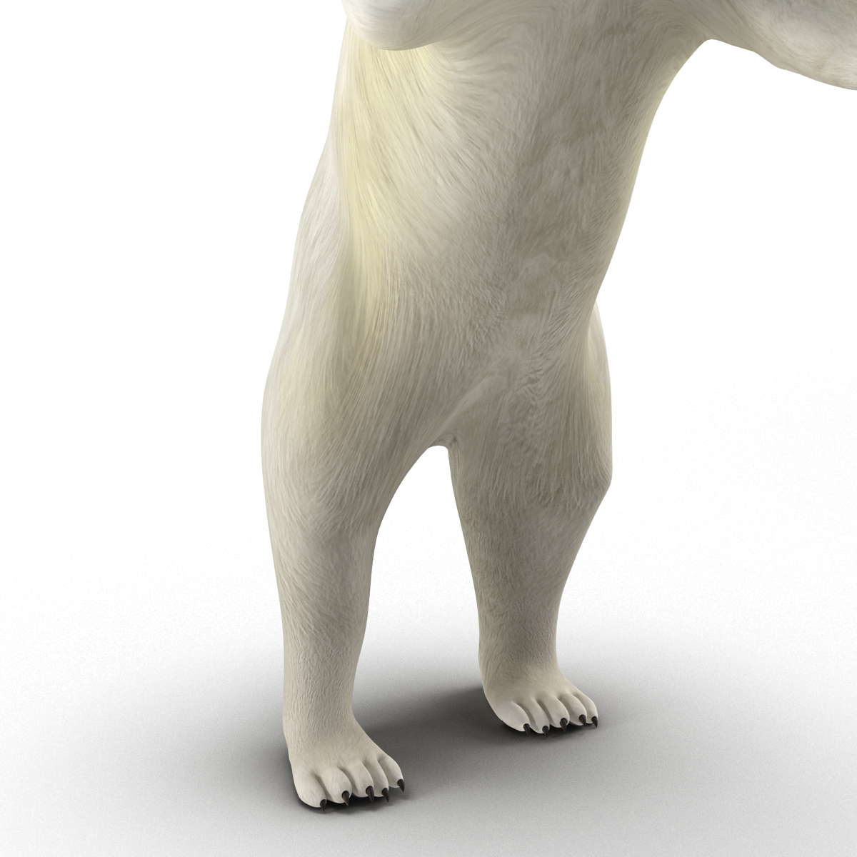 Polar Bear Pose 3 3D