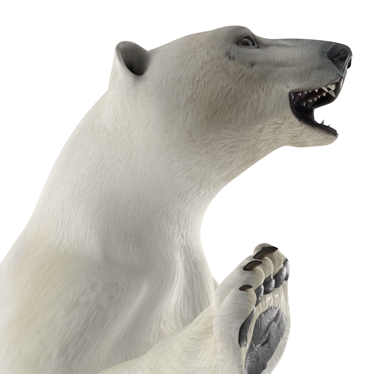 Polar Bear Pose 3 3D