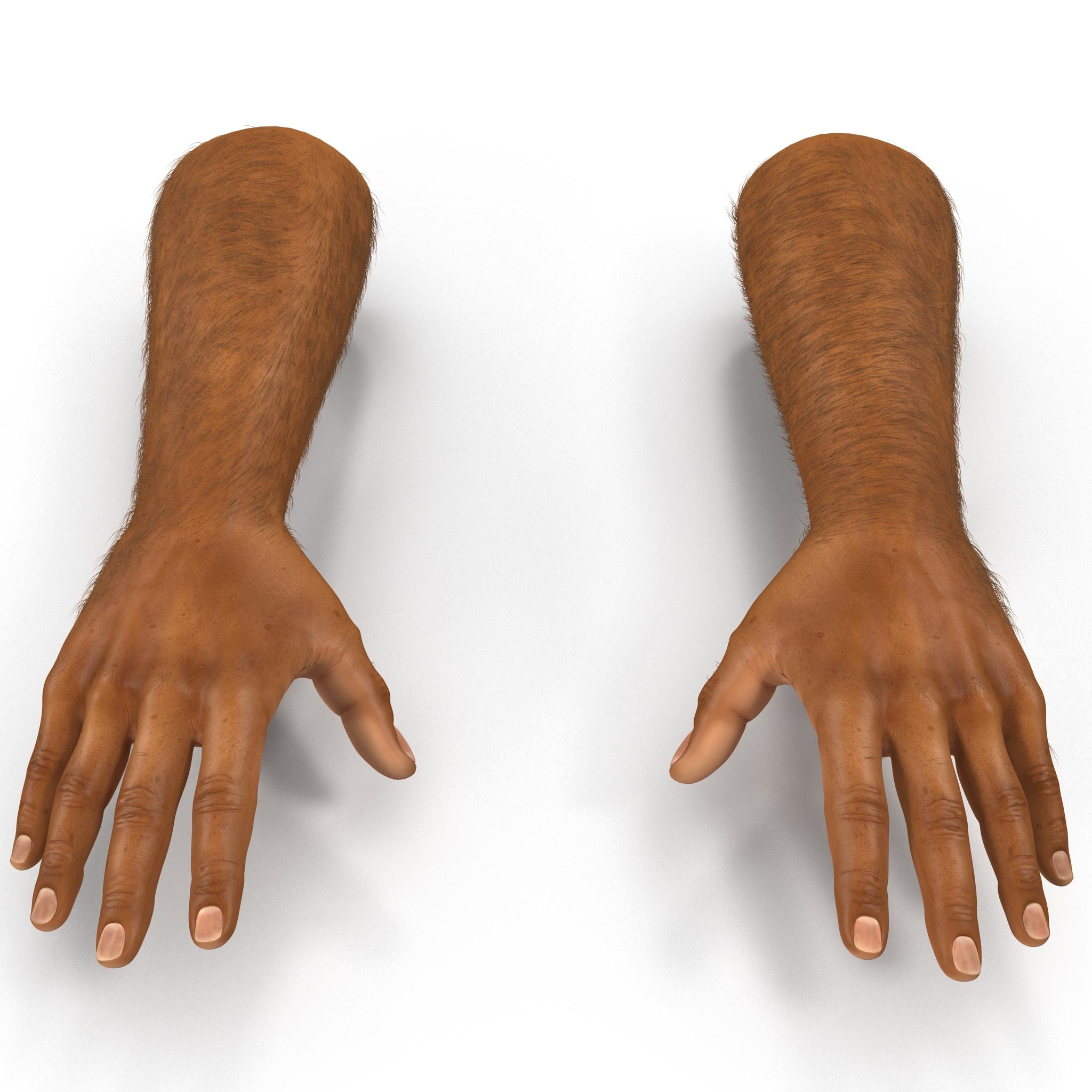 3D African Man Hands 2 with Fur model