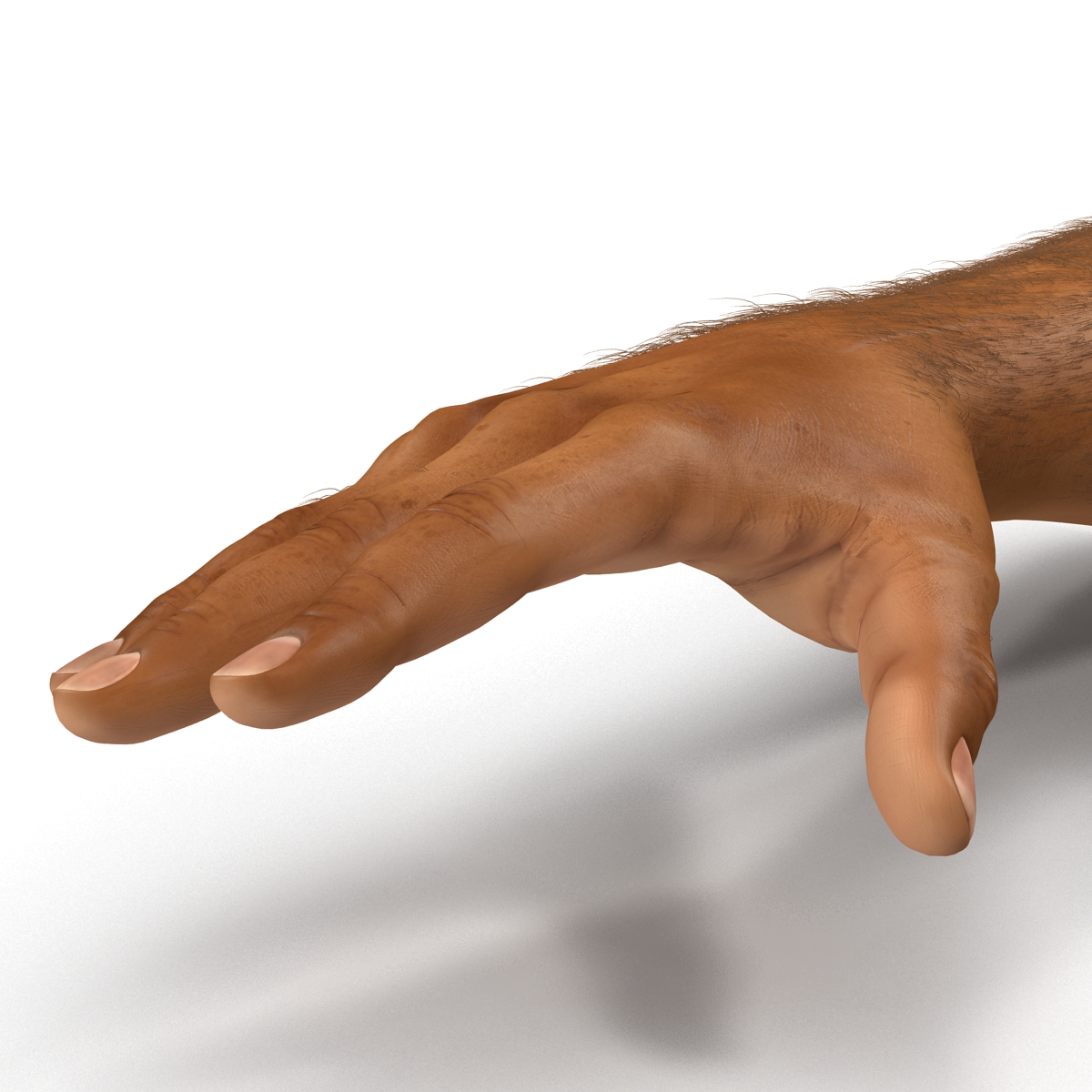 3D African Man Hands 2 with Fur model