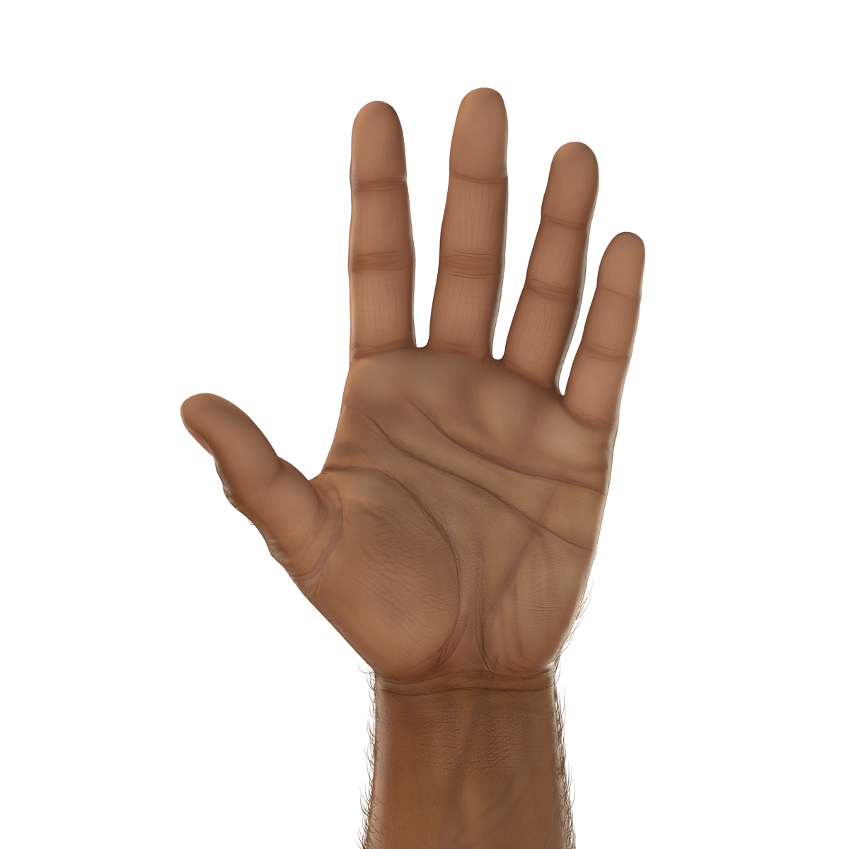 3D African Man Hands 2 with Fur model