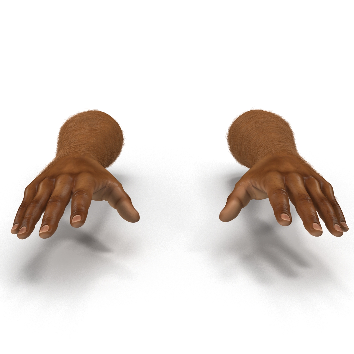 3D African Man Hands 3 with Fur model