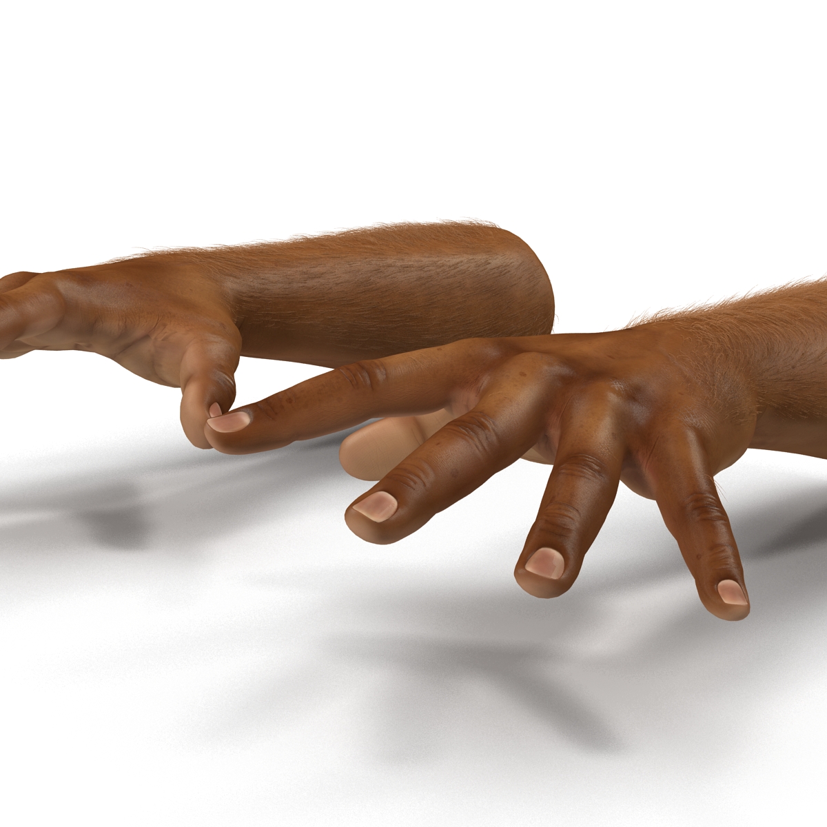 3D model African Man Hands 3 with Fur Pose 4