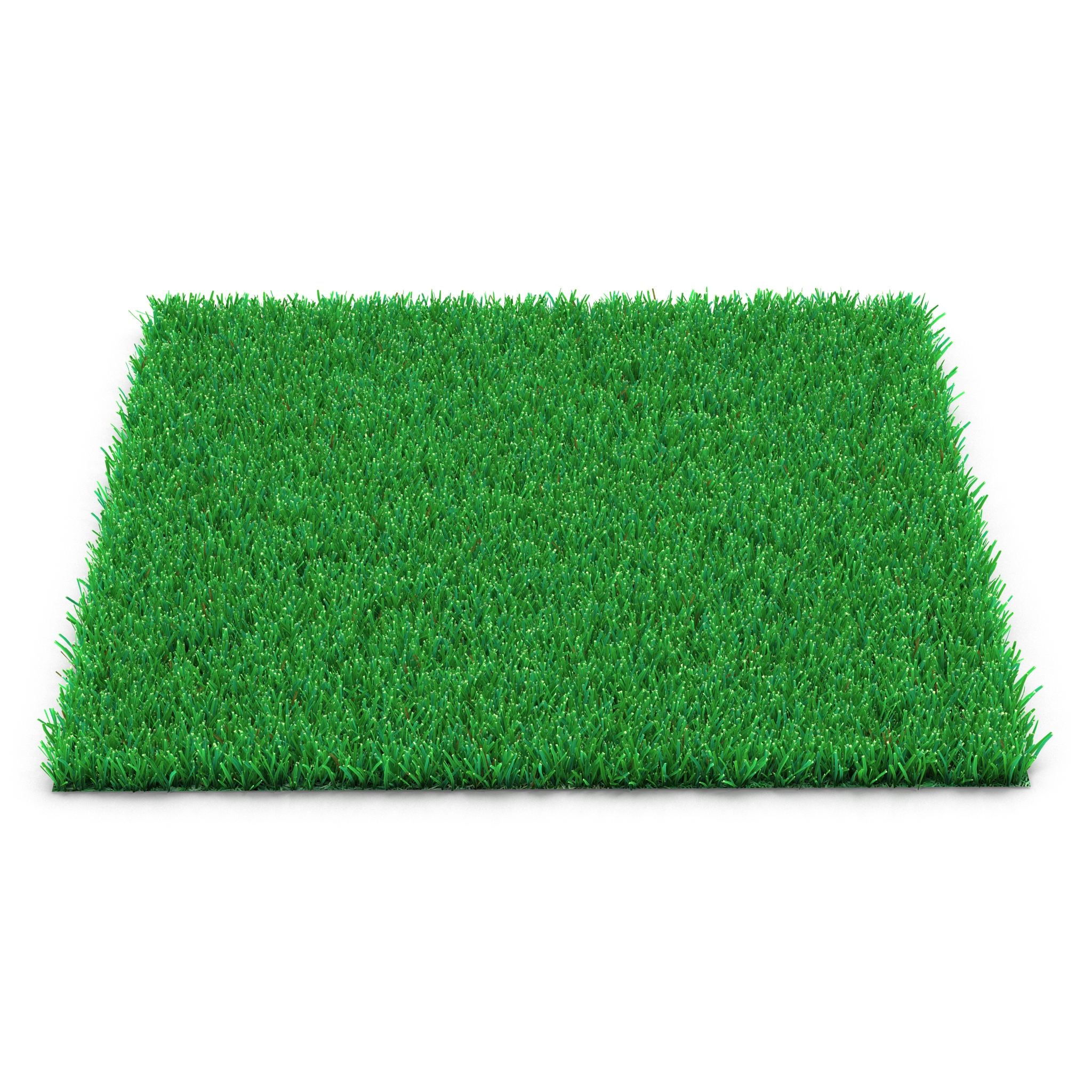 Kentucky Bluegrass Grass 3D model