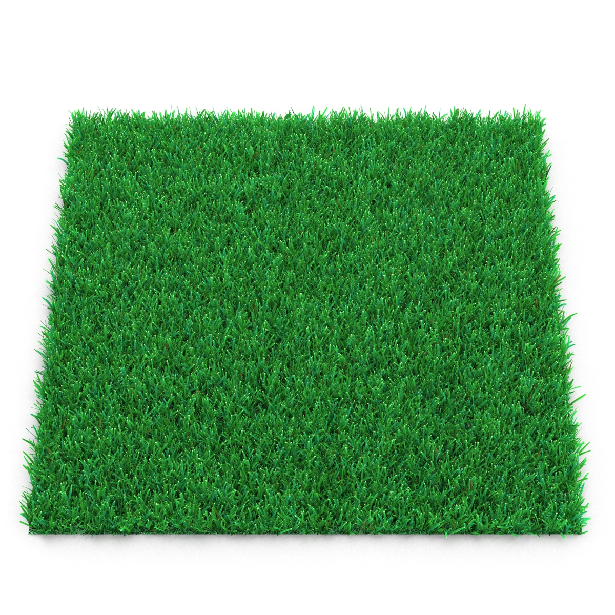 Kentucky Bluegrass Grass 3D model