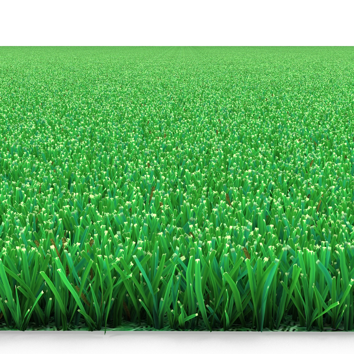 Kentucky Bluegrass Grass 3D model