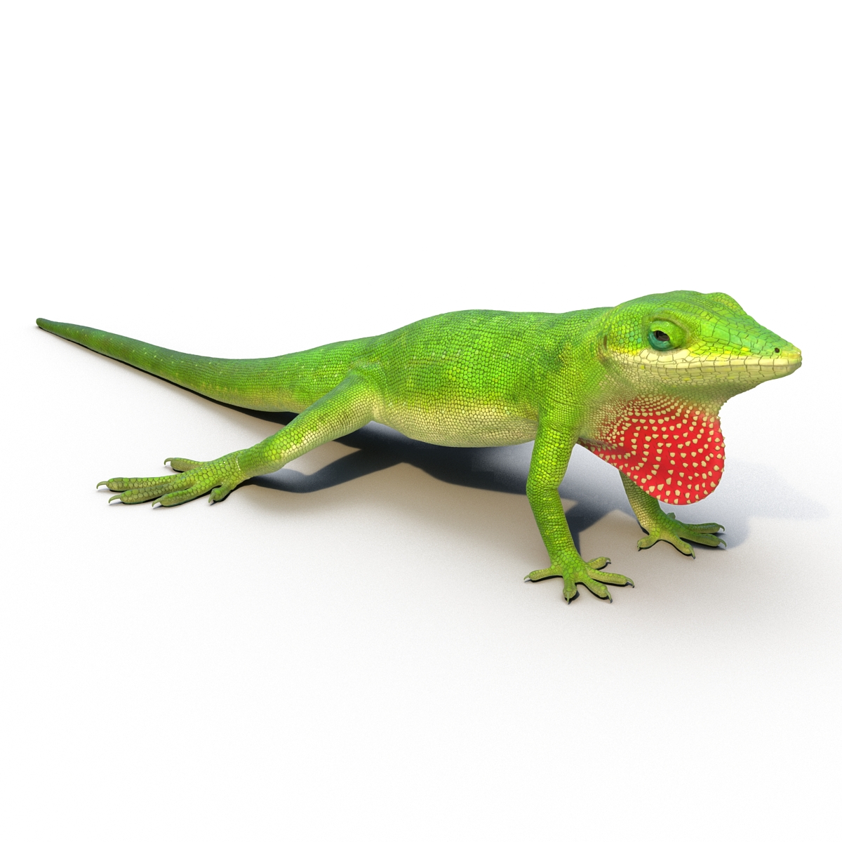 Carolina Anole Lizard Rigged for Cinema 4D 3D