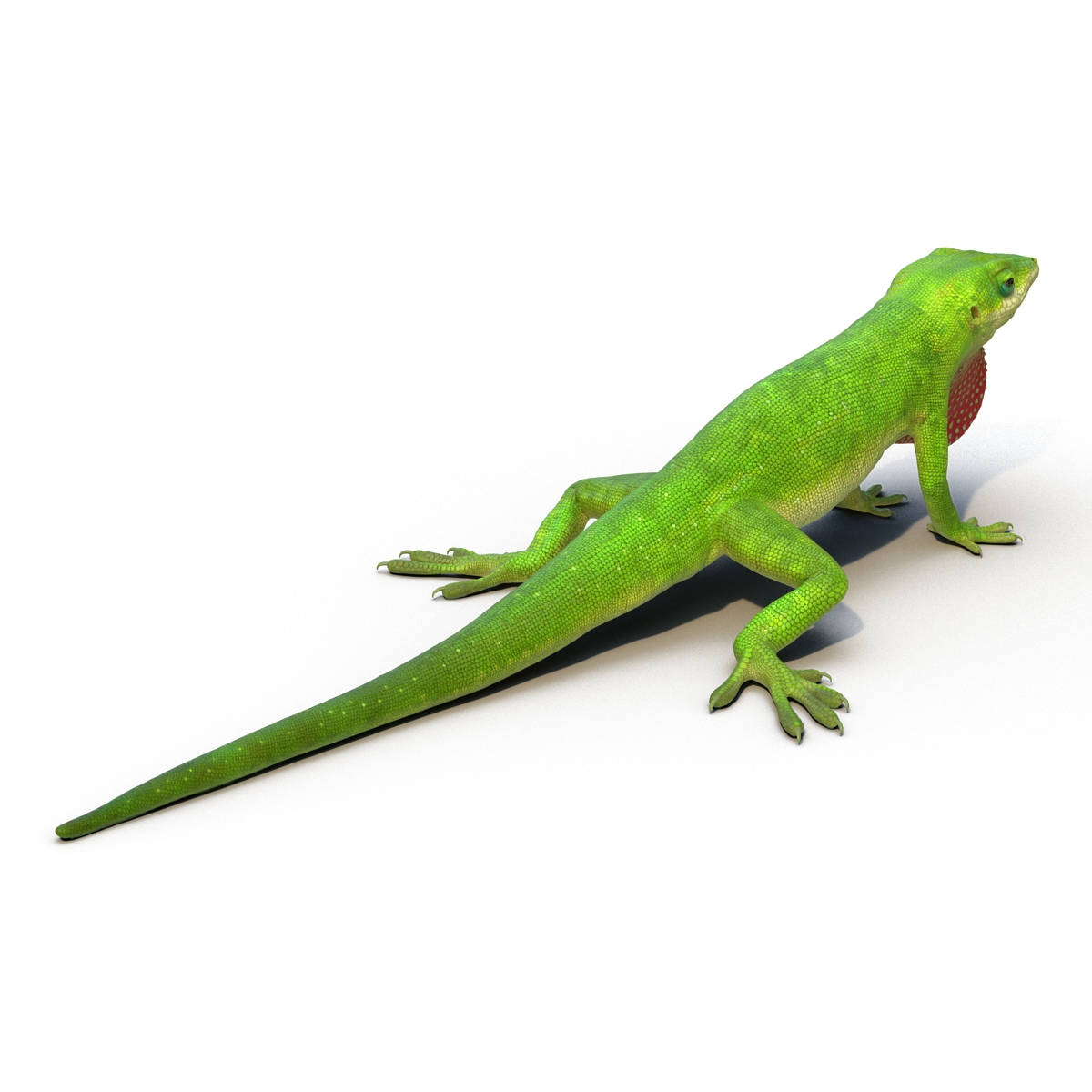 Carolina Anole Lizard Rigged for Cinema 4D 3D