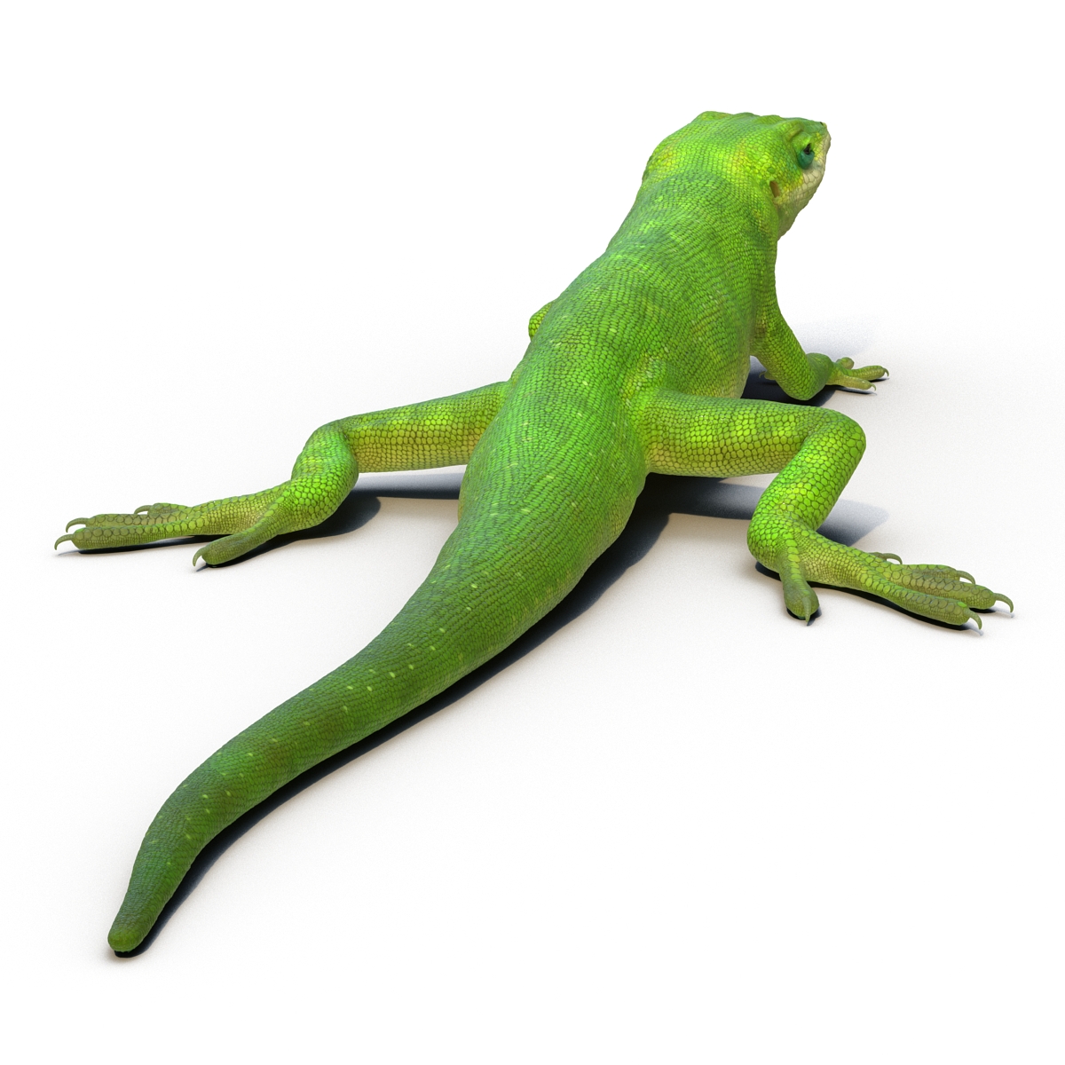 Carolina Anole Lizard Rigged for Cinema 4D 3D